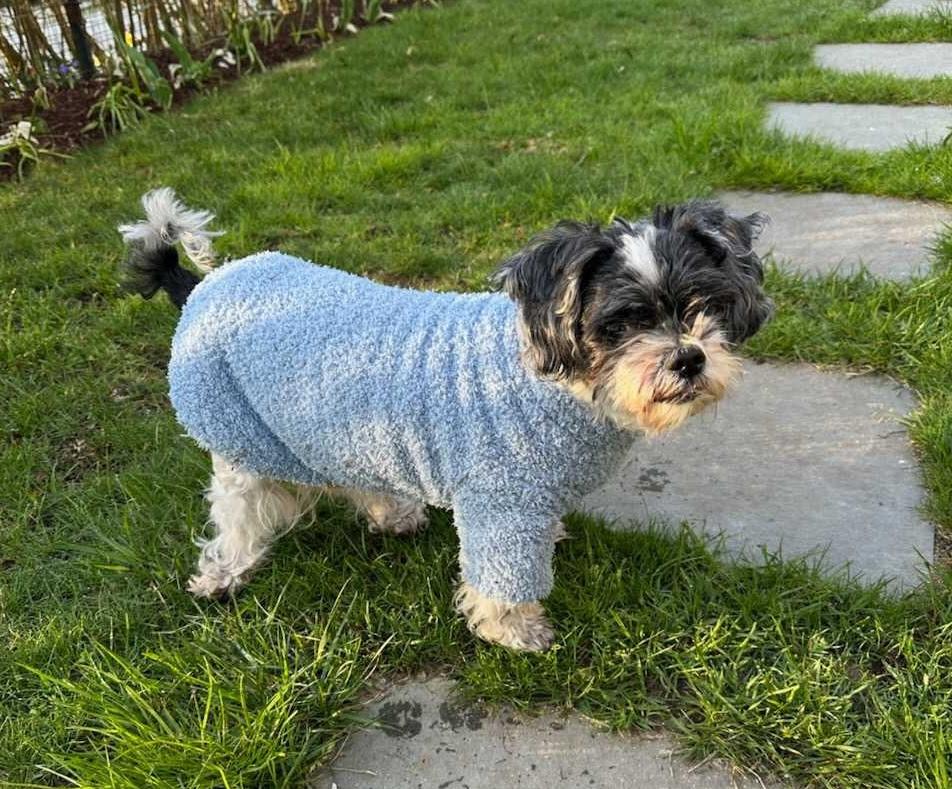 Nixon (IN TRIAL ADOPTION), a ADOPTABLE Shih Tzu in Nantucket, MA image 1/2