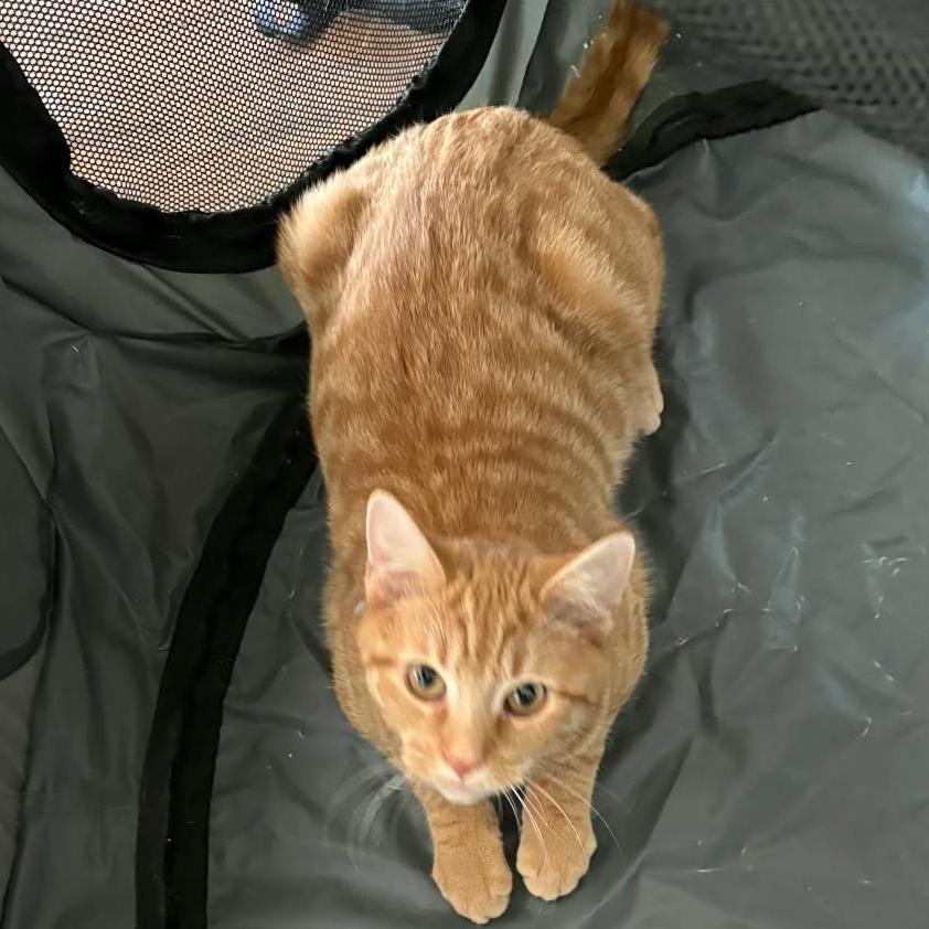 1125-03 Scooter, Adoptable, Young Male Domestic Short Hair.