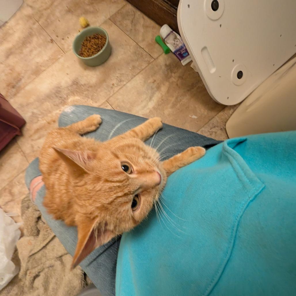 Enlarge 1125-03 Scooter, a Adoptable Domestic Short Hair in Abingdon, MD image 2/5