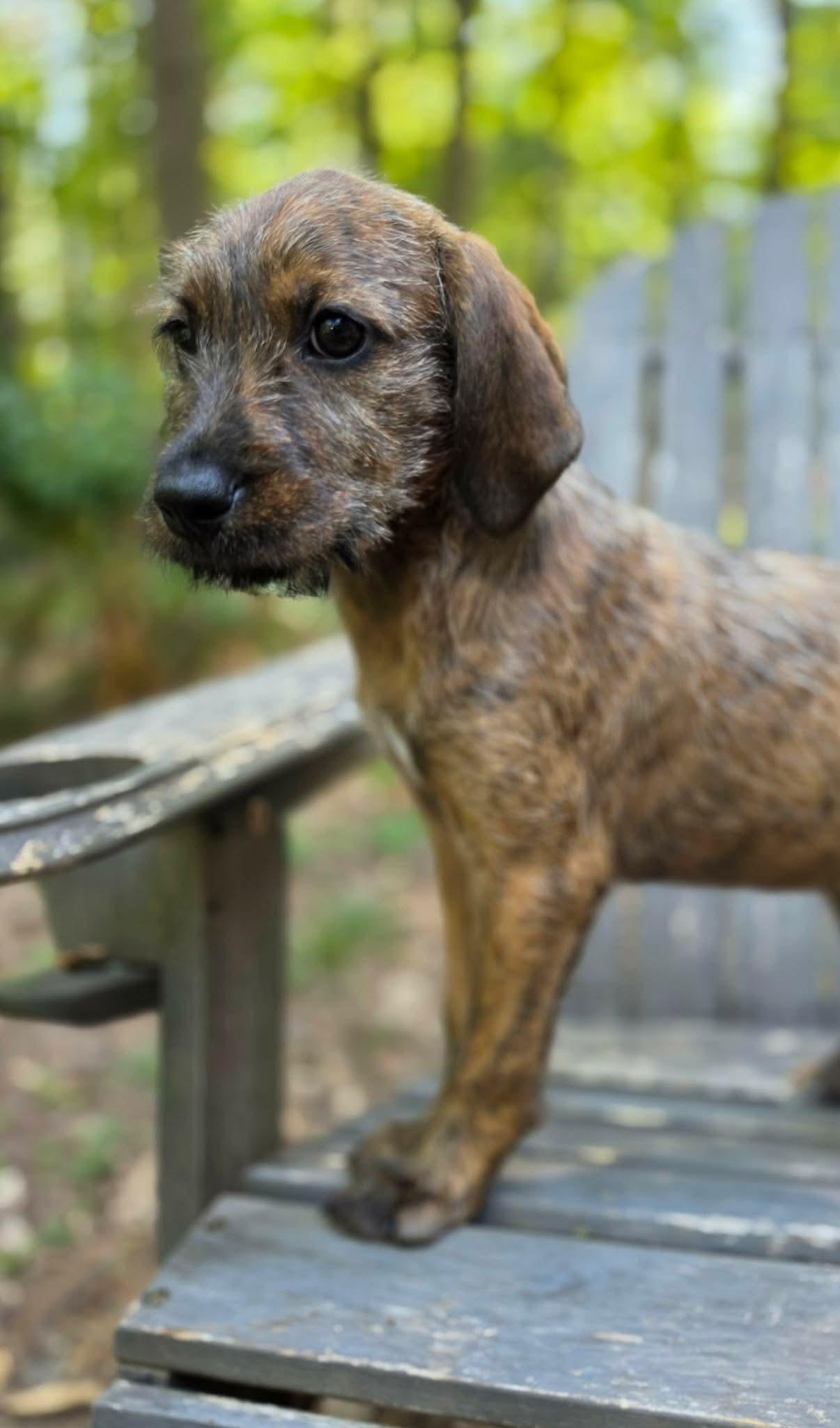 Samba, an adopted mixed breed in Pittsboro, NC image 4/4