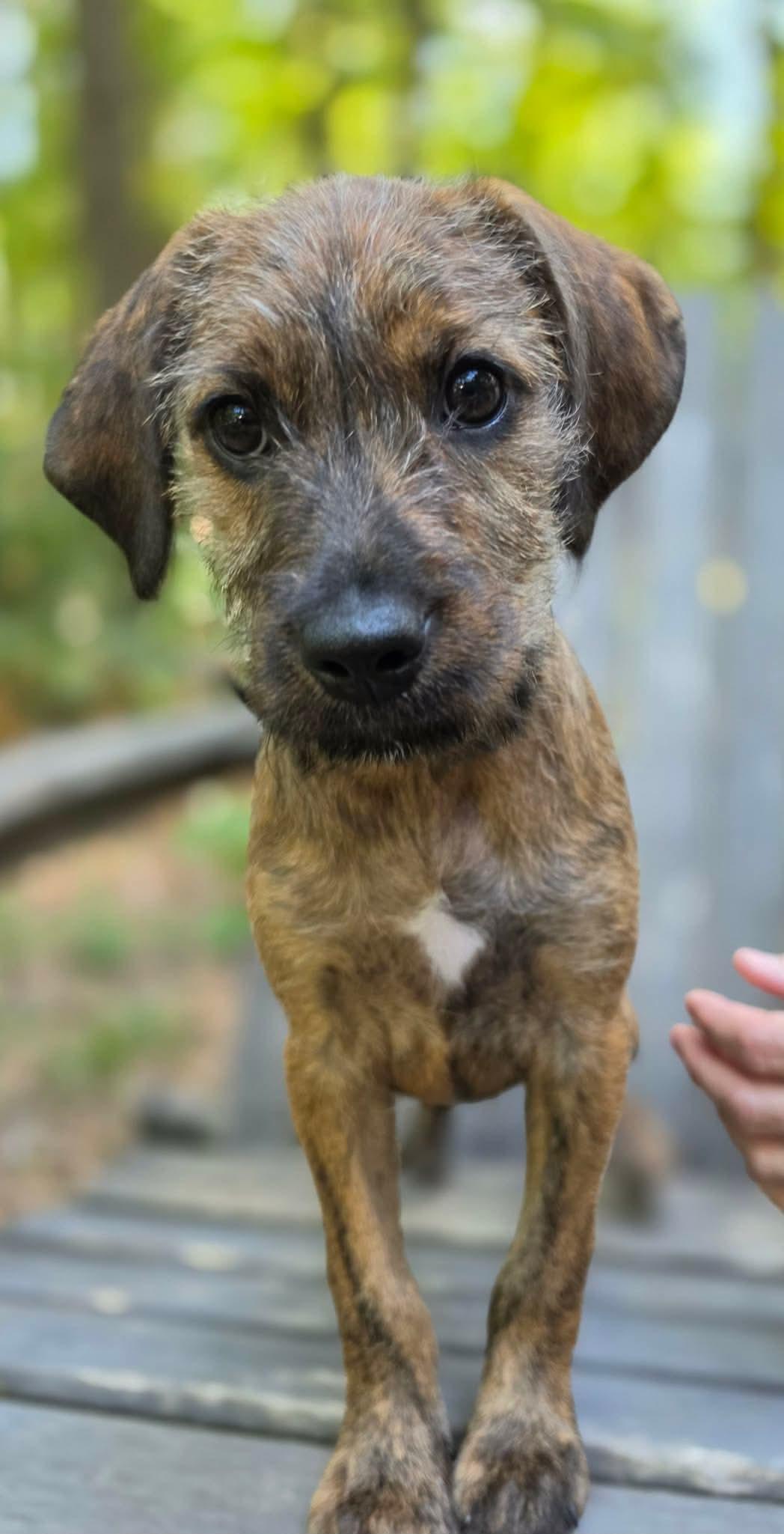 Samba, adopted, Puppy Female Labrador Retriever & Poodle.
