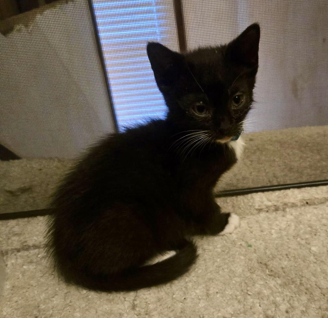 Enlarge Raven, a Adoptable mixed breed in Cleveland, OH image 3/3