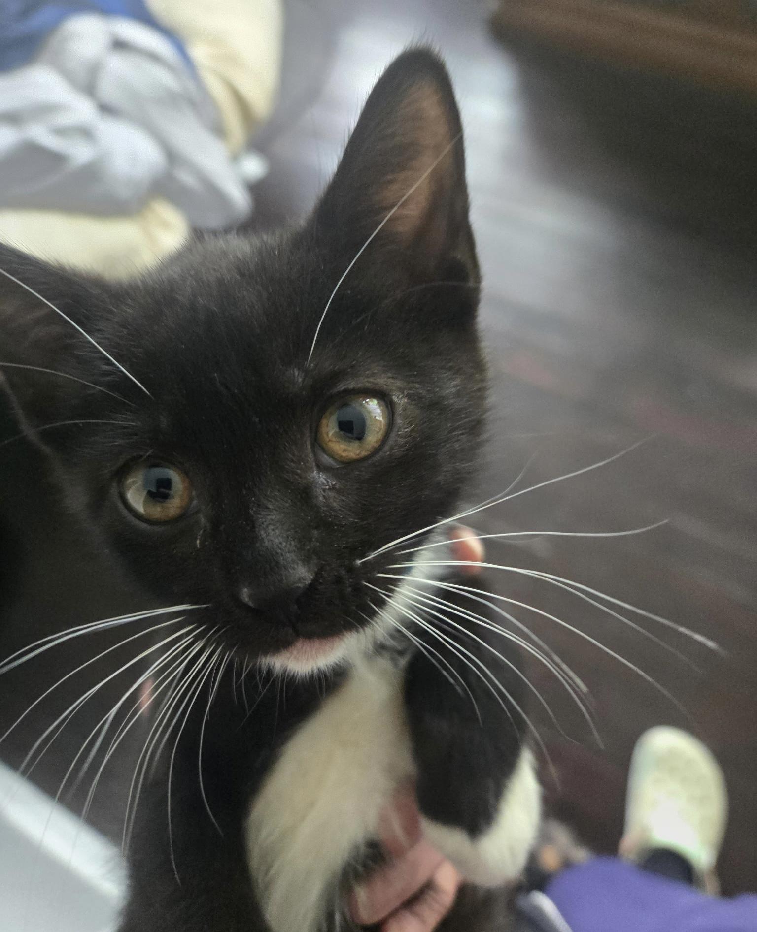 Raven, Adoptable, Kitten Female Domestic Short Hair.