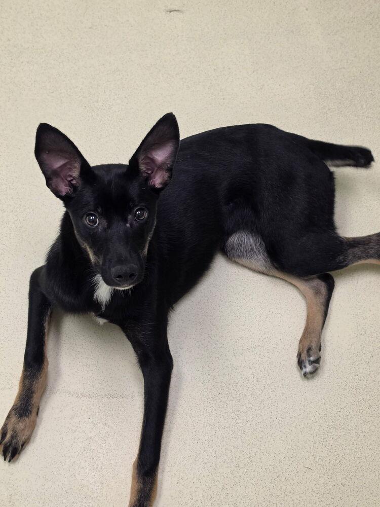 Chicken Tender, Adoptable, Puppy Female Mixed Breed.