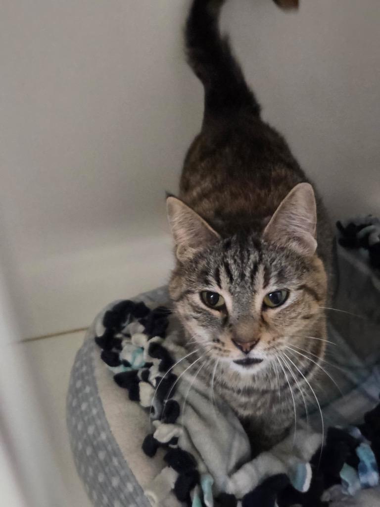 Pip Squeak, Adoptable, Adult Female Domestic Short Hair.