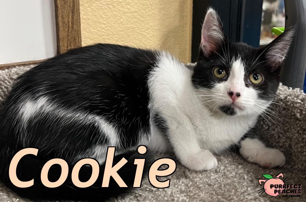 Cookie, Adoptable, Kitten Female Domestic Short Hair.