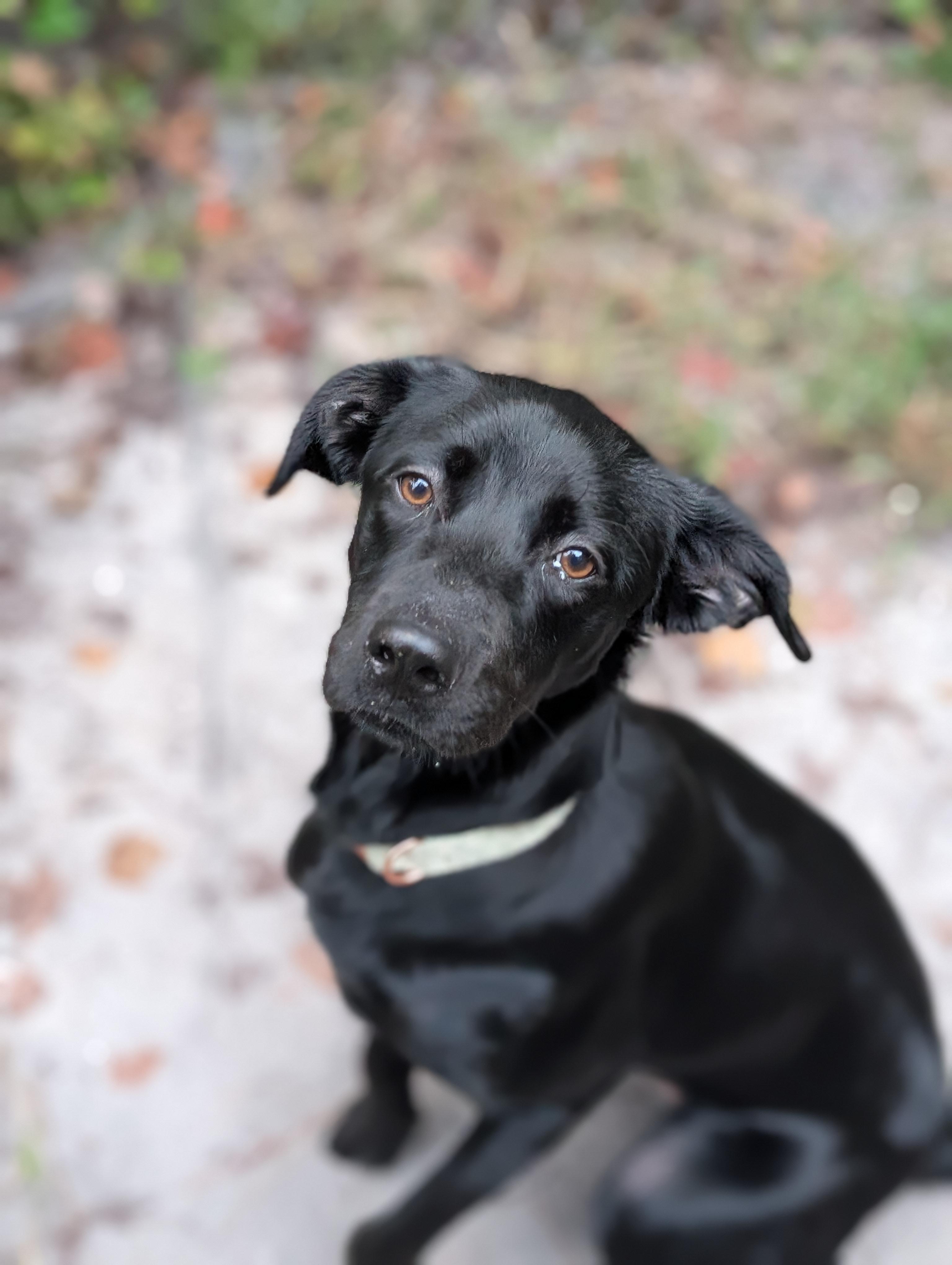 Enlarge Stevie Nicks, a Adopted mixed breed in Bloomingdale, GA image 6/6