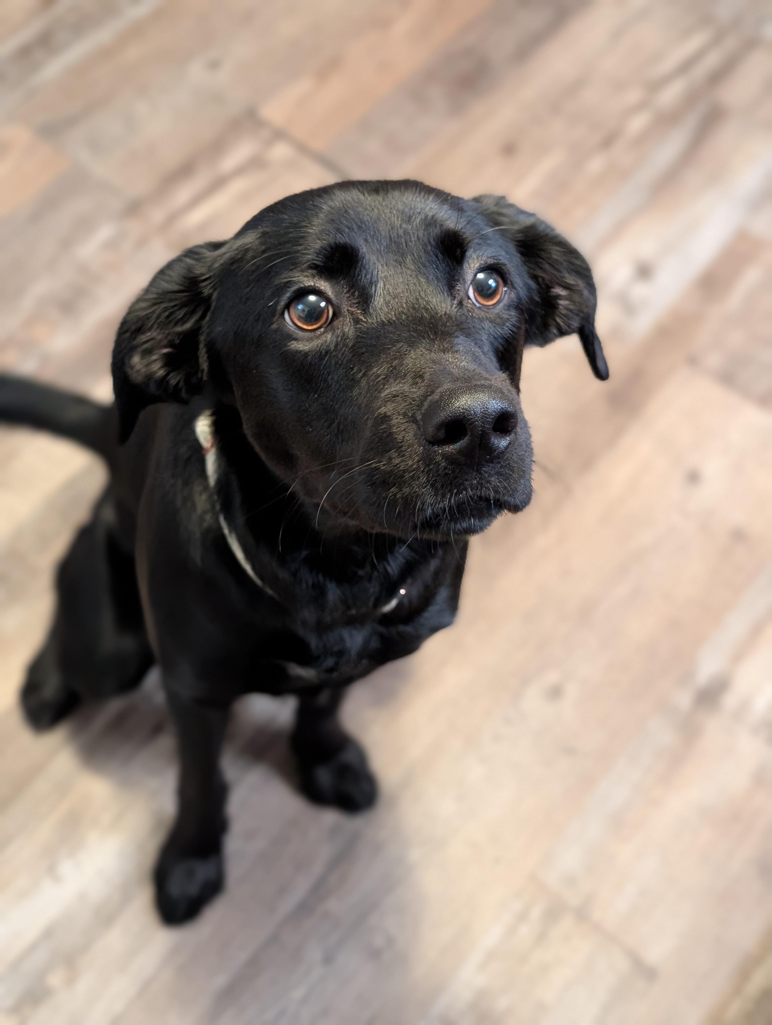 Enlarge Stevie Nicks, a Adopted mixed breed in Bloomingdale, GA image 1/6