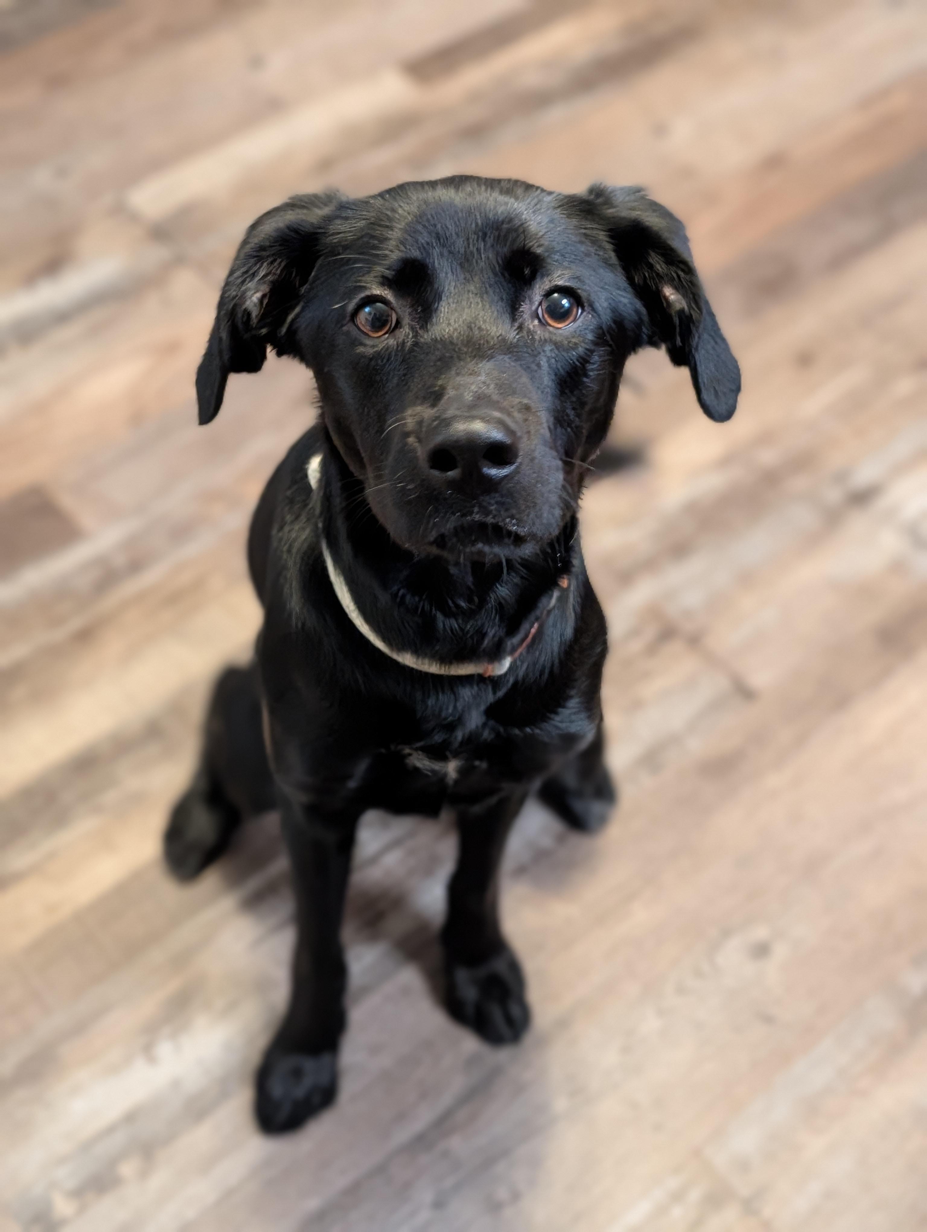 Enlarge Stevie Nicks, a Adopted mixed breed in Bloomingdale, GA image 2/6