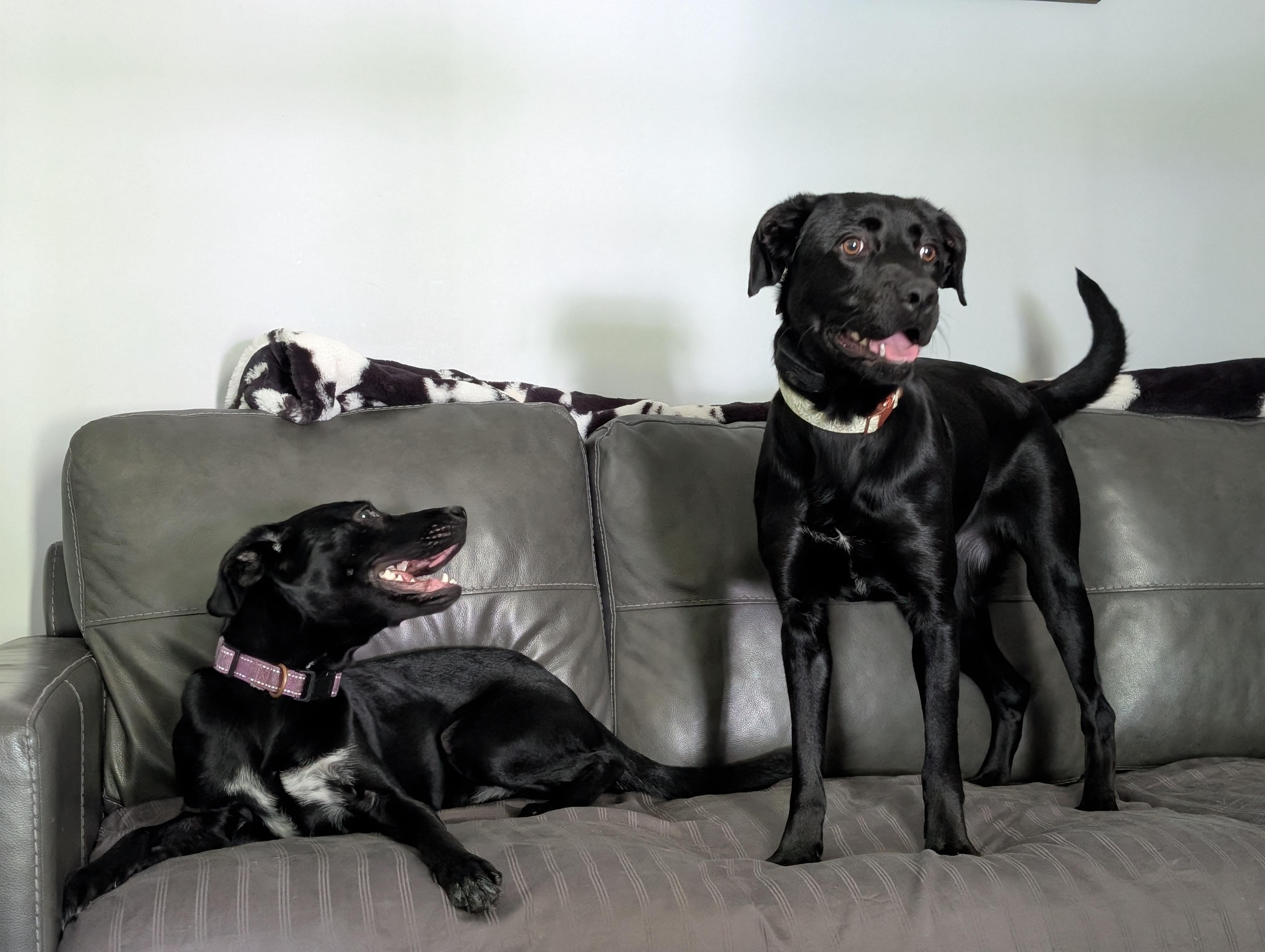 Enlarge Stevie Nicks, a Adopted mixed breed in Bloomingdale, GA image 3/6