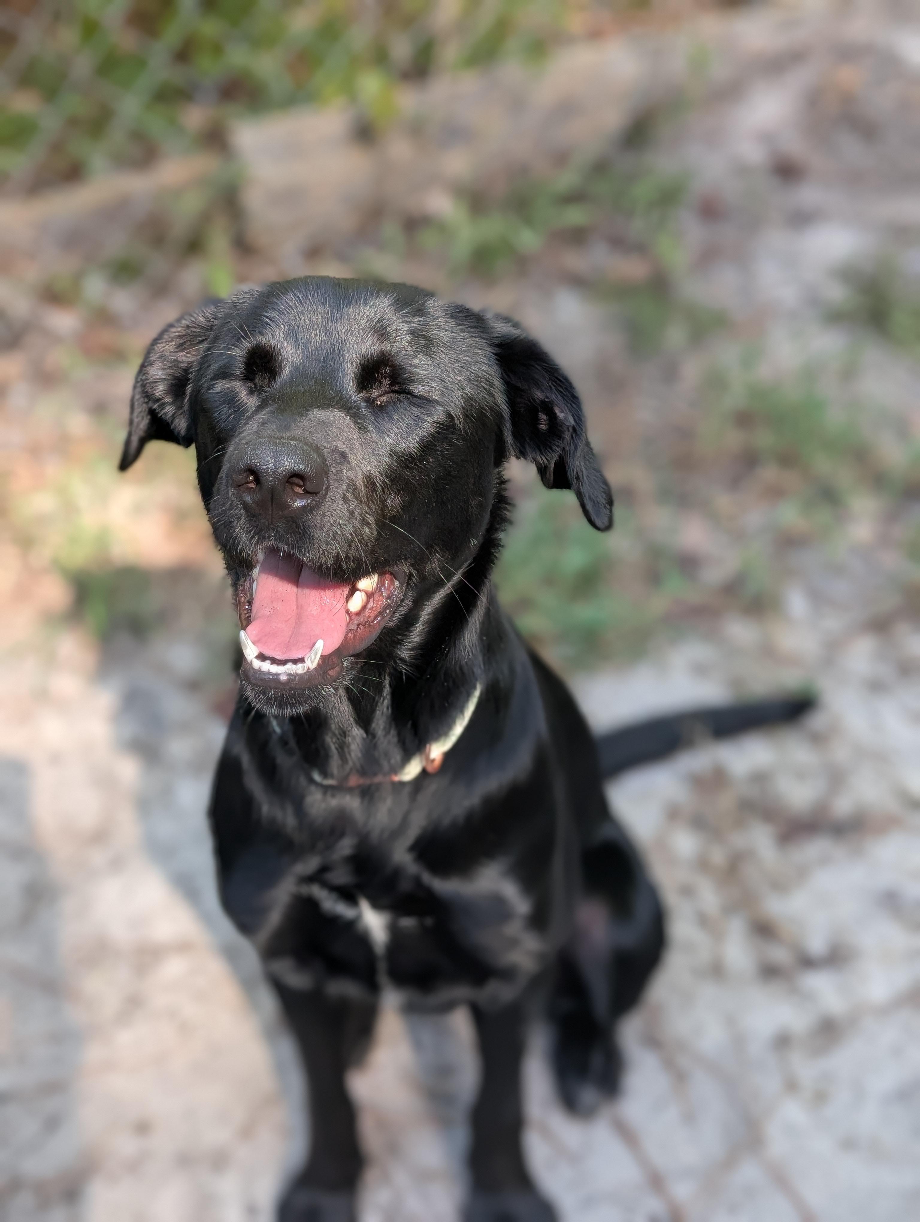 Enlarge Stevie Nicks, a Adopted mixed breed in Bloomingdale, GA image 5/6