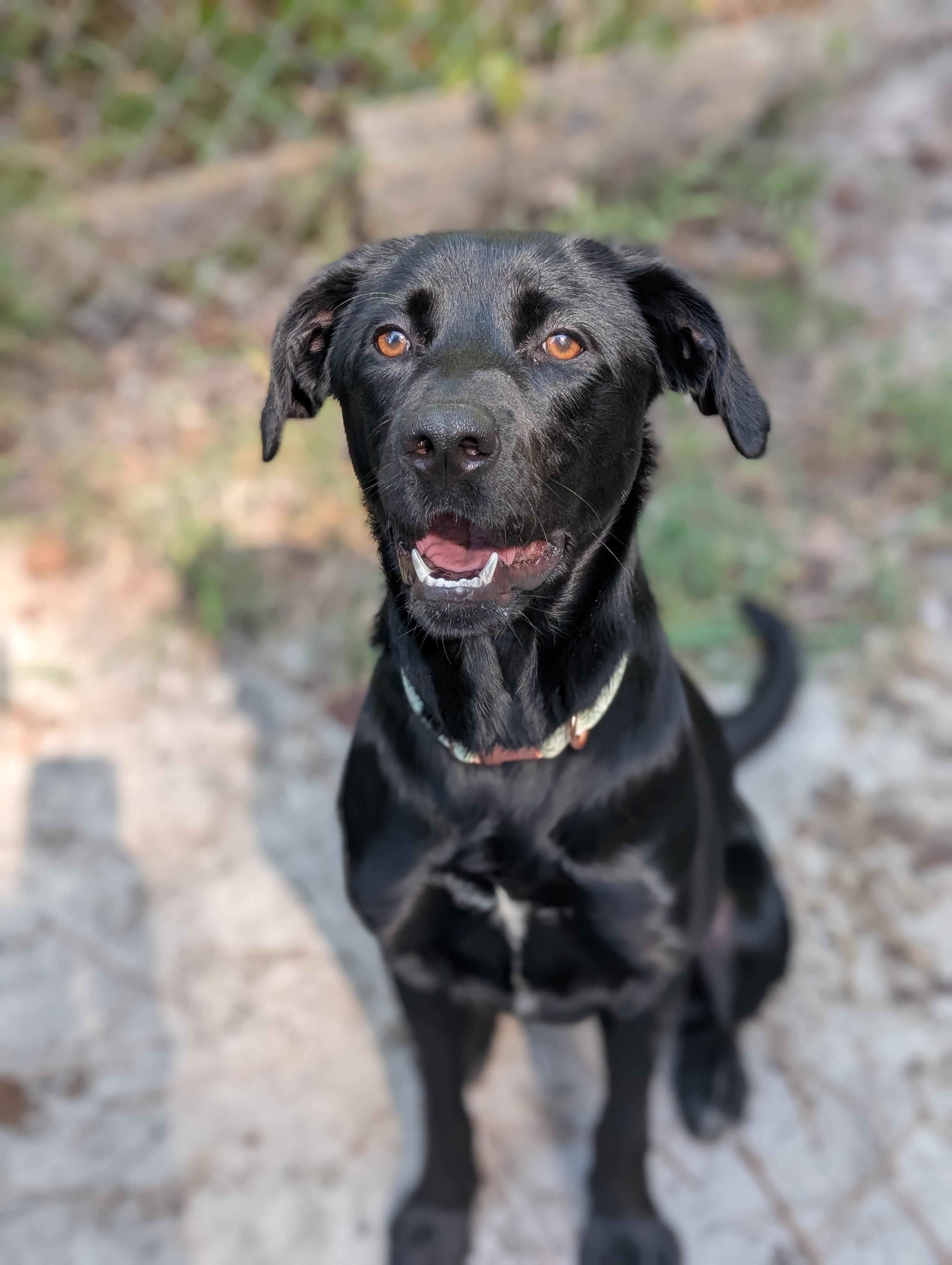 Enlarge Stevie Nicks, a Adopted mixed breed in Bloomingdale, GA image 4/6