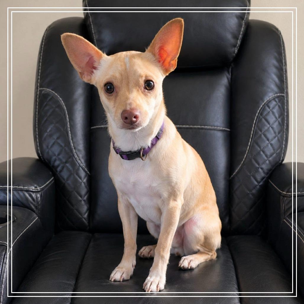 Bagel, Adoptable, Young Male Chihuahua.