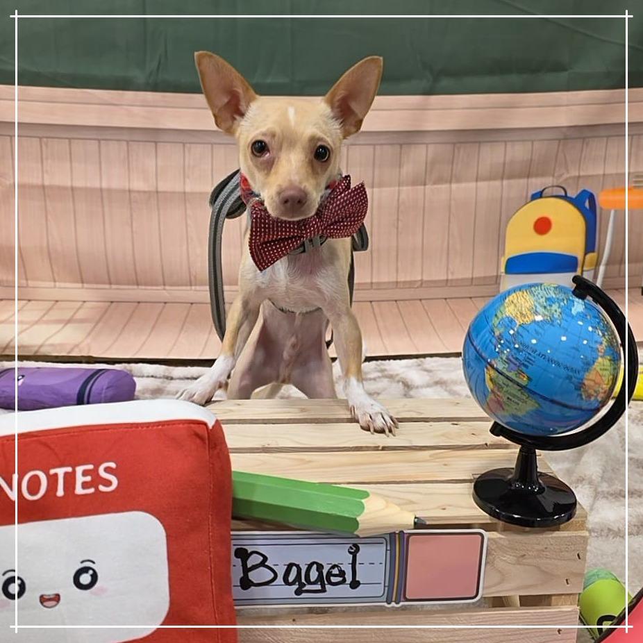 Enlarge Bagel, a Adoptable Chihuahua in Chandler, AZ image 2/4