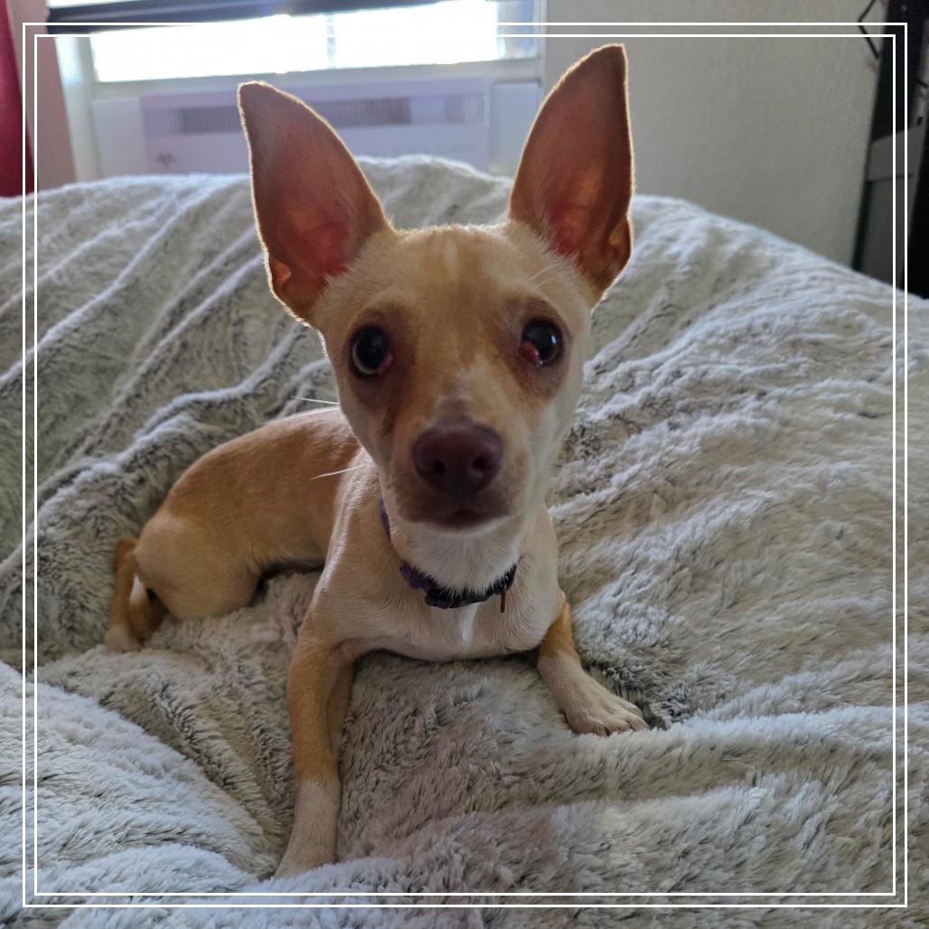 Enlarge Bagel, a Adoptable Chihuahua in Chandler, AZ image 3/4