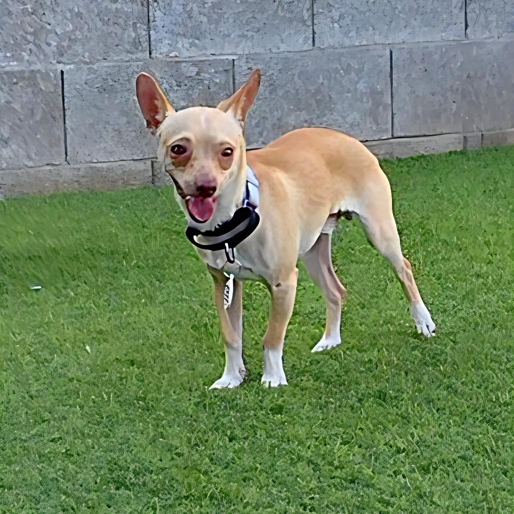 Enlarge Bagel, a Adoptable Chihuahua in Chandler, AZ image 4/4