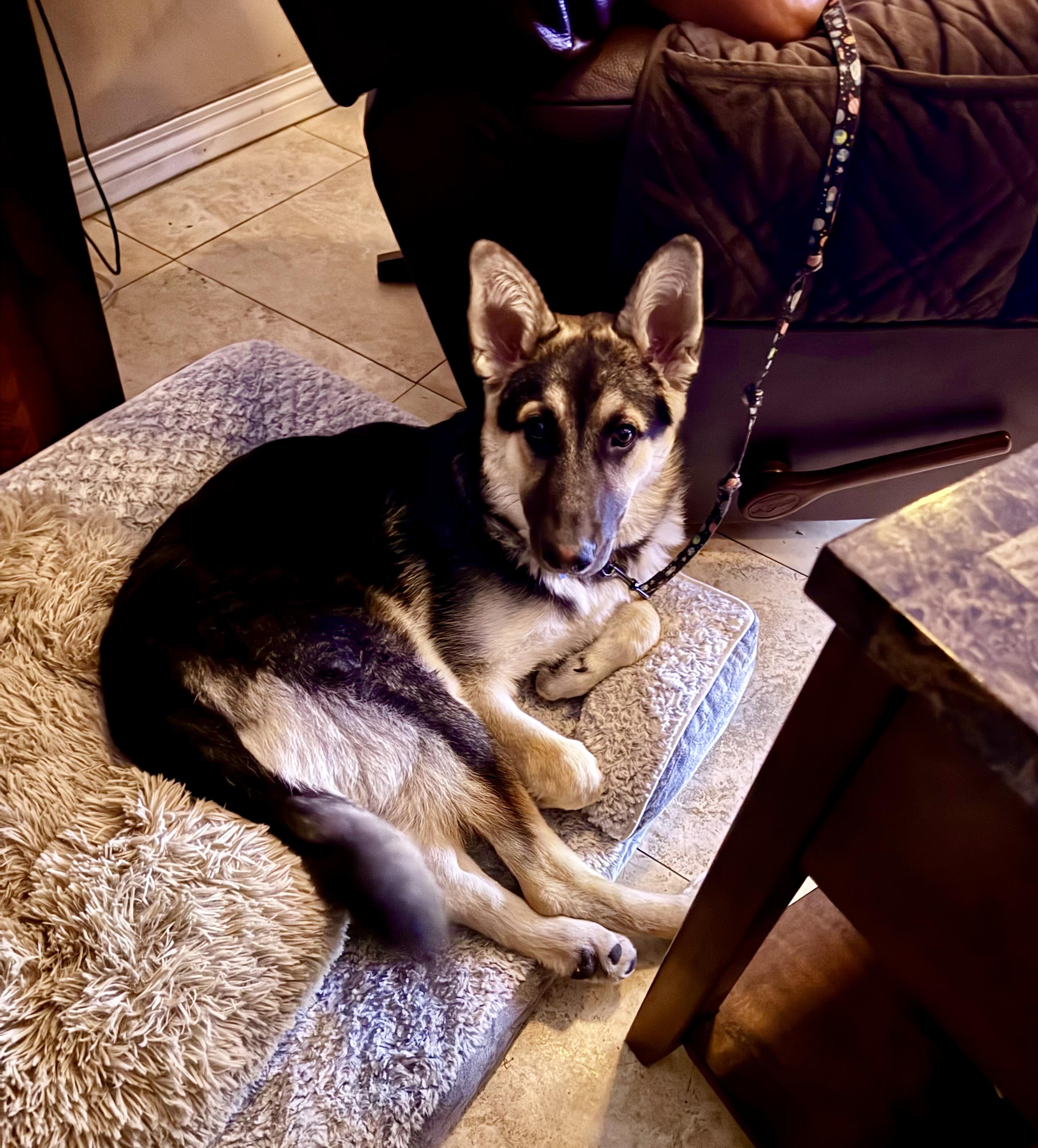 Matilda, a Adoptable mixed breed in North Hollywood, CA image 3/4