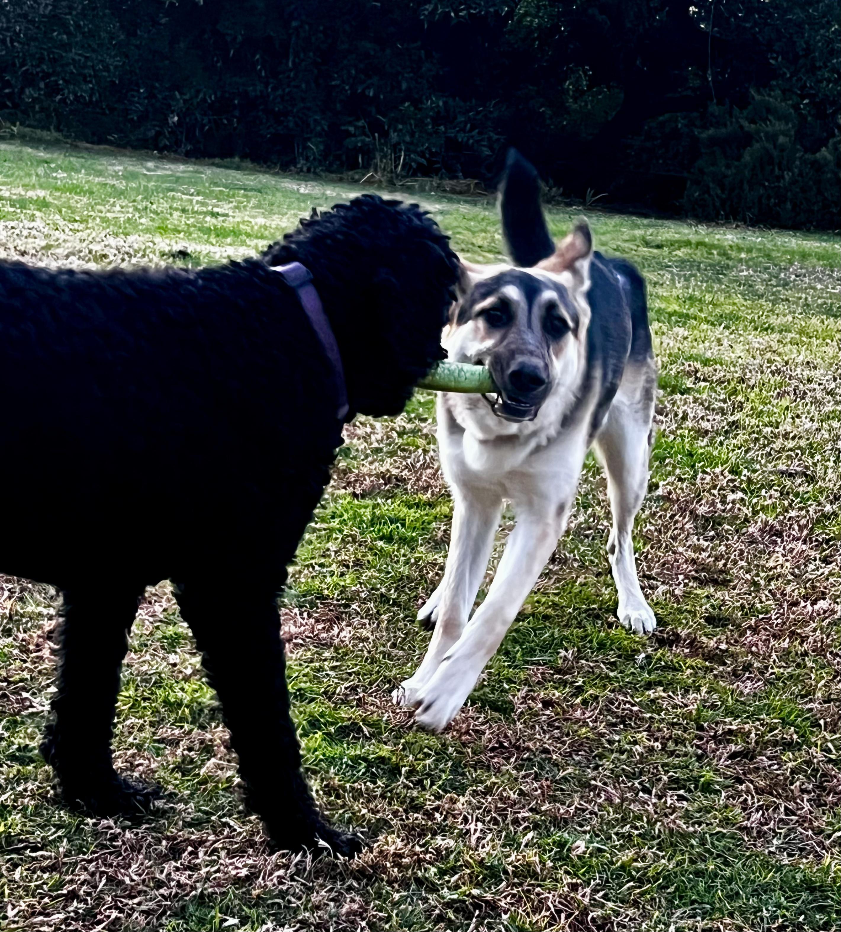 Matilda, a Adoptable mixed breed in North Hollywood, CA image 4/4