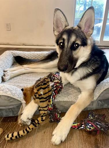 Matilda, a Adoptable mixed breed in North Hollywood, CA image 1/4