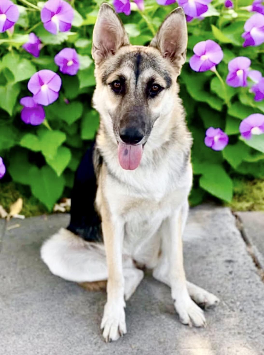 Matilda, Adoptable, Puppy Female German Shepherd Dog & Husky.