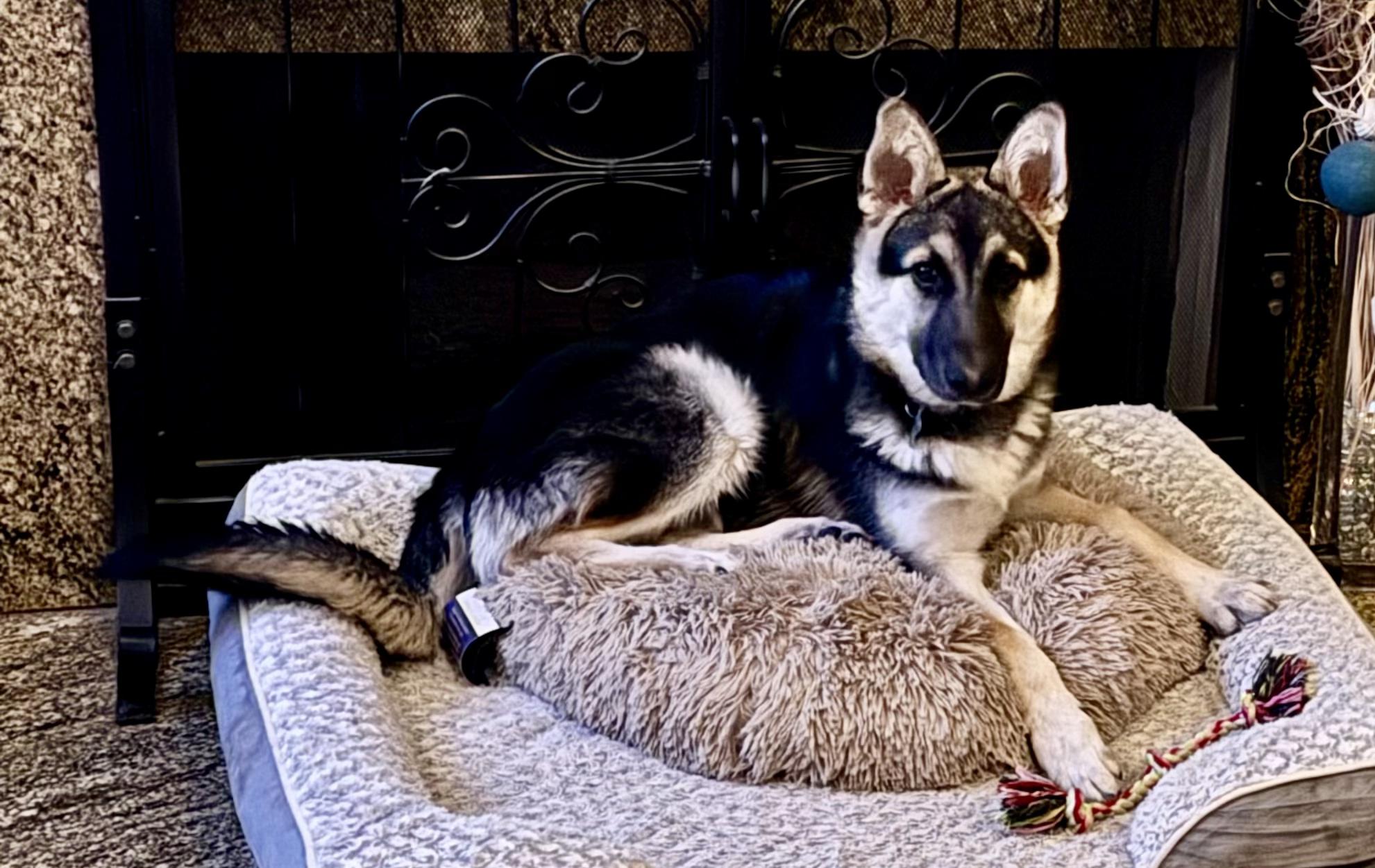 Matilda, a Adoptable mixed breed in North Hollywood, CA image 2/4