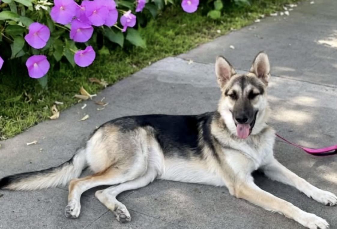 Matilda, a Adoptable mixed breed in North Hollywood, CA image 2/5