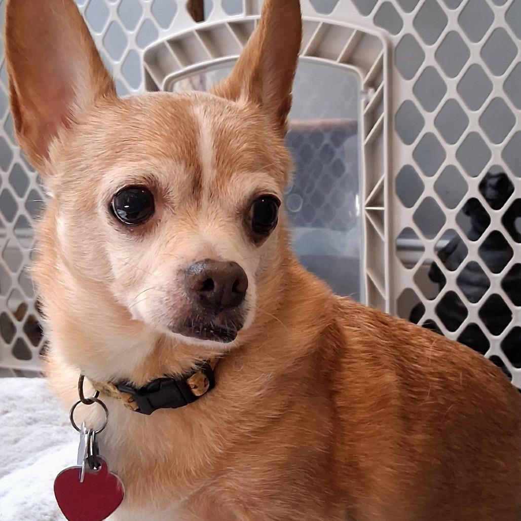 Big, Adoptable, Senior Male Chihuahua.