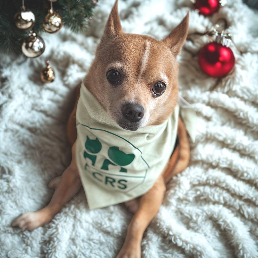 Enlarge Big, a Adoptable Chihuahua in Bessemer, AL image 2/6