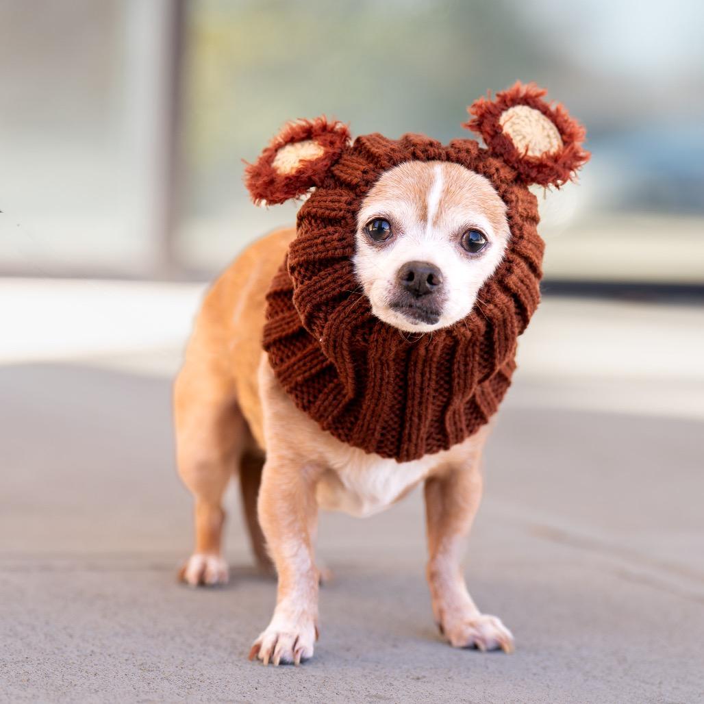 Enlarge Big, a Adoptable Chihuahua in Bessemer, AL image 2/6