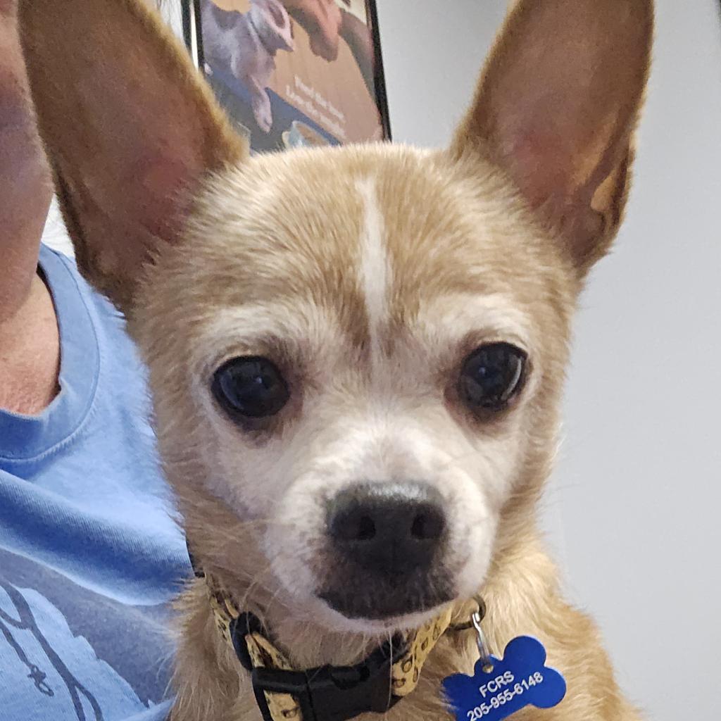 Enlarge Big, a Adoptable Chihuahua in Bessemer, AL image 3/6