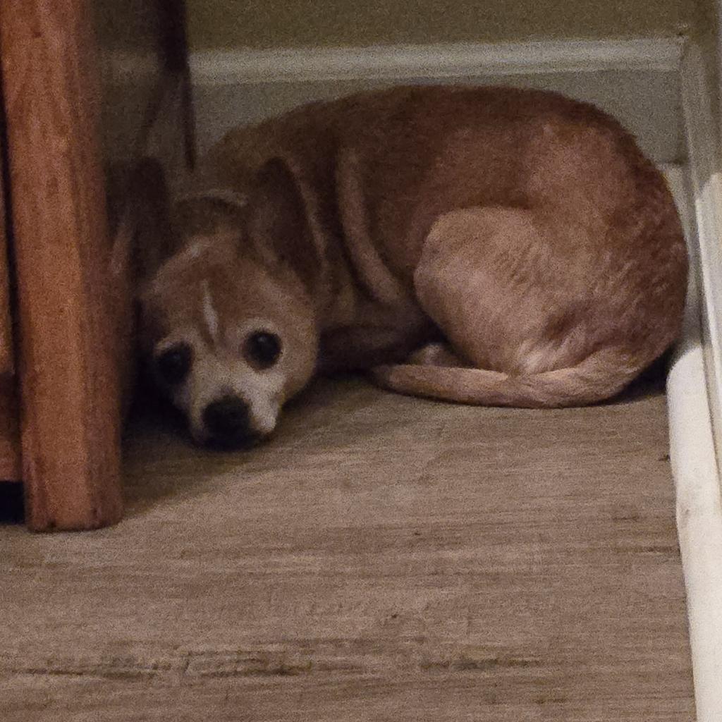 Enlarge Big, a Adoptable Chihuahua in Bessemer, AL image 4/6