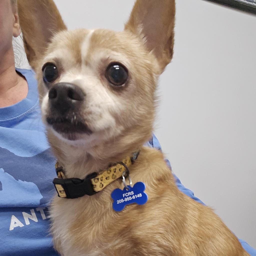 Enlarge Big, a Adoptable Chihuahua in Bessemer, AL image 5/6
