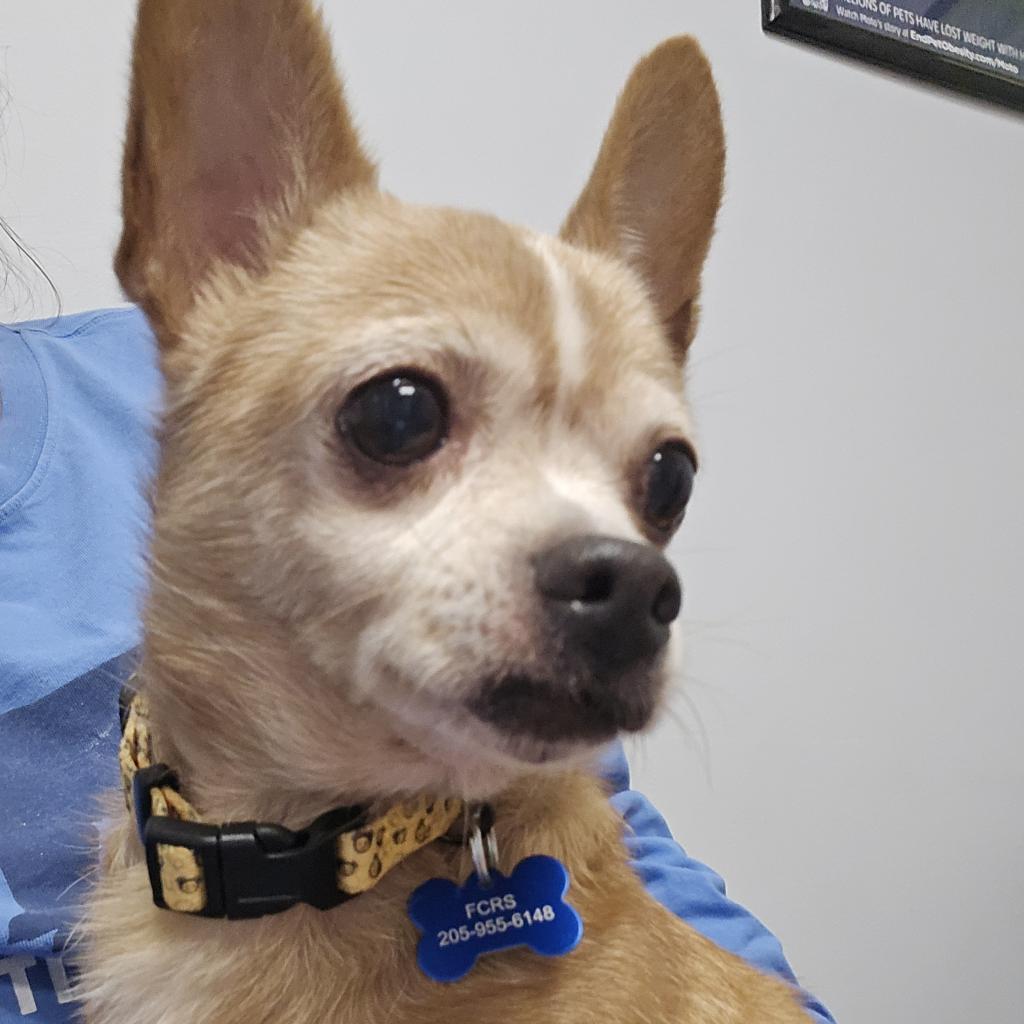 Enlarge Big, a Adoptable Chihuahua in Bessemer, AL image 6/6