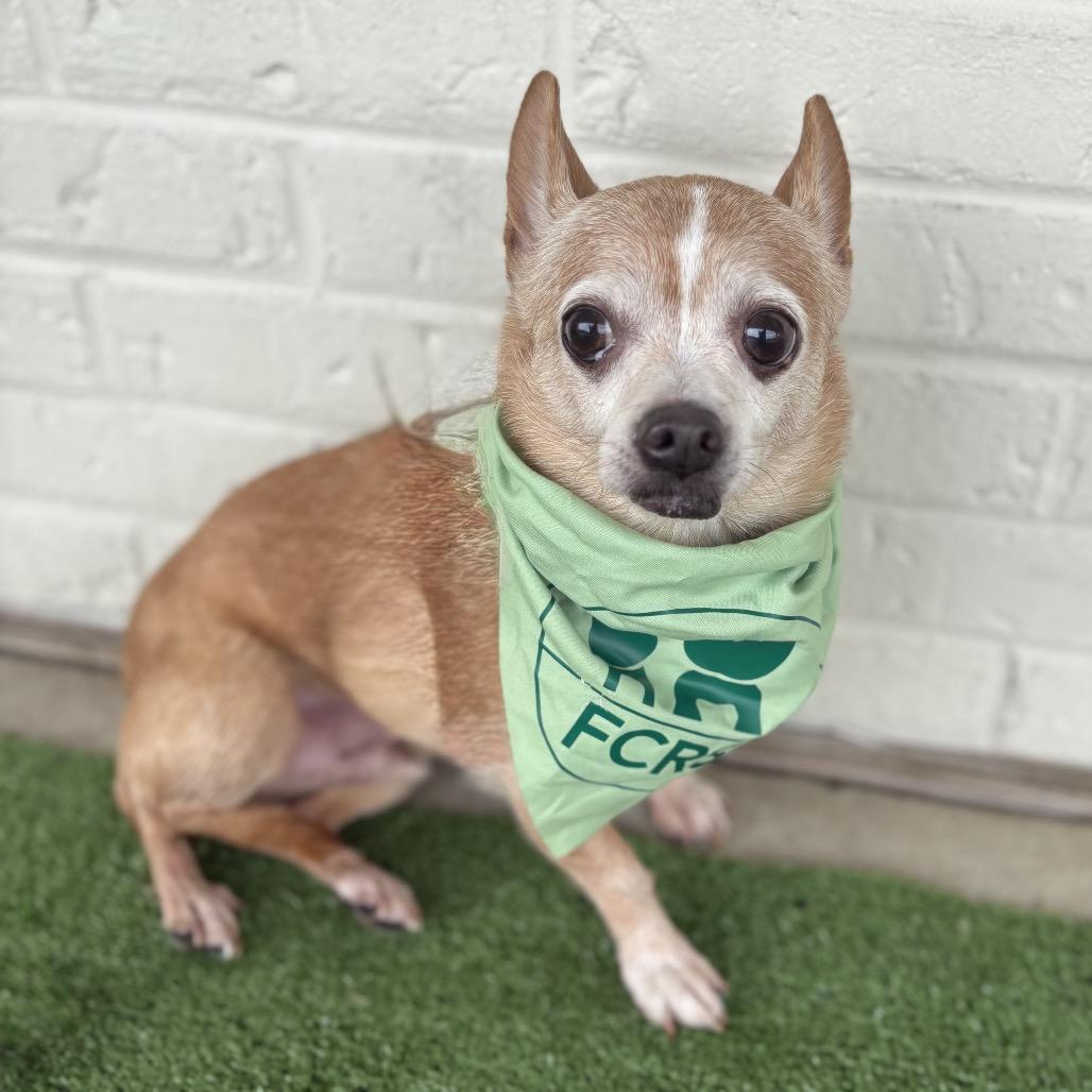 Big, a Adoptable Chihuahua in Bessemer, AL image 6/6