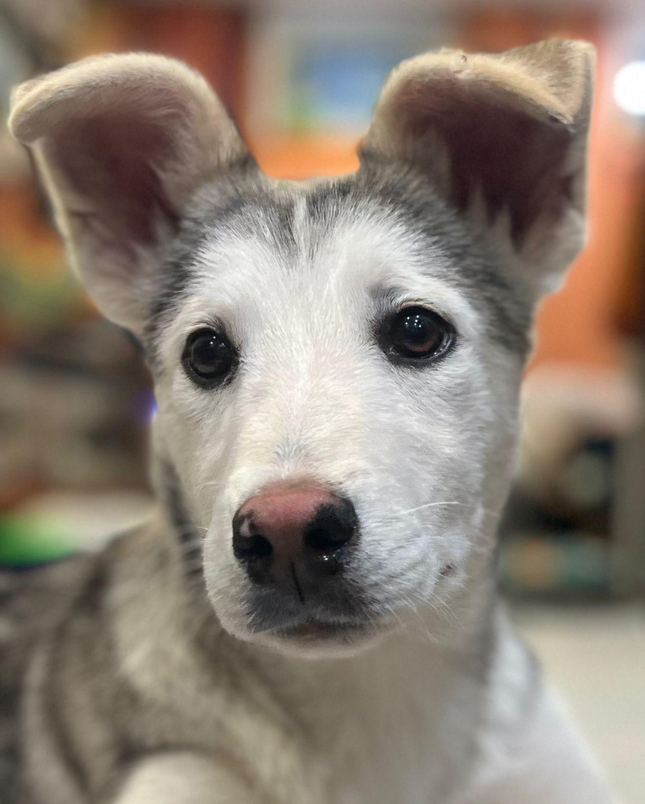 Rascal, Adoptable, Young Male Husky.