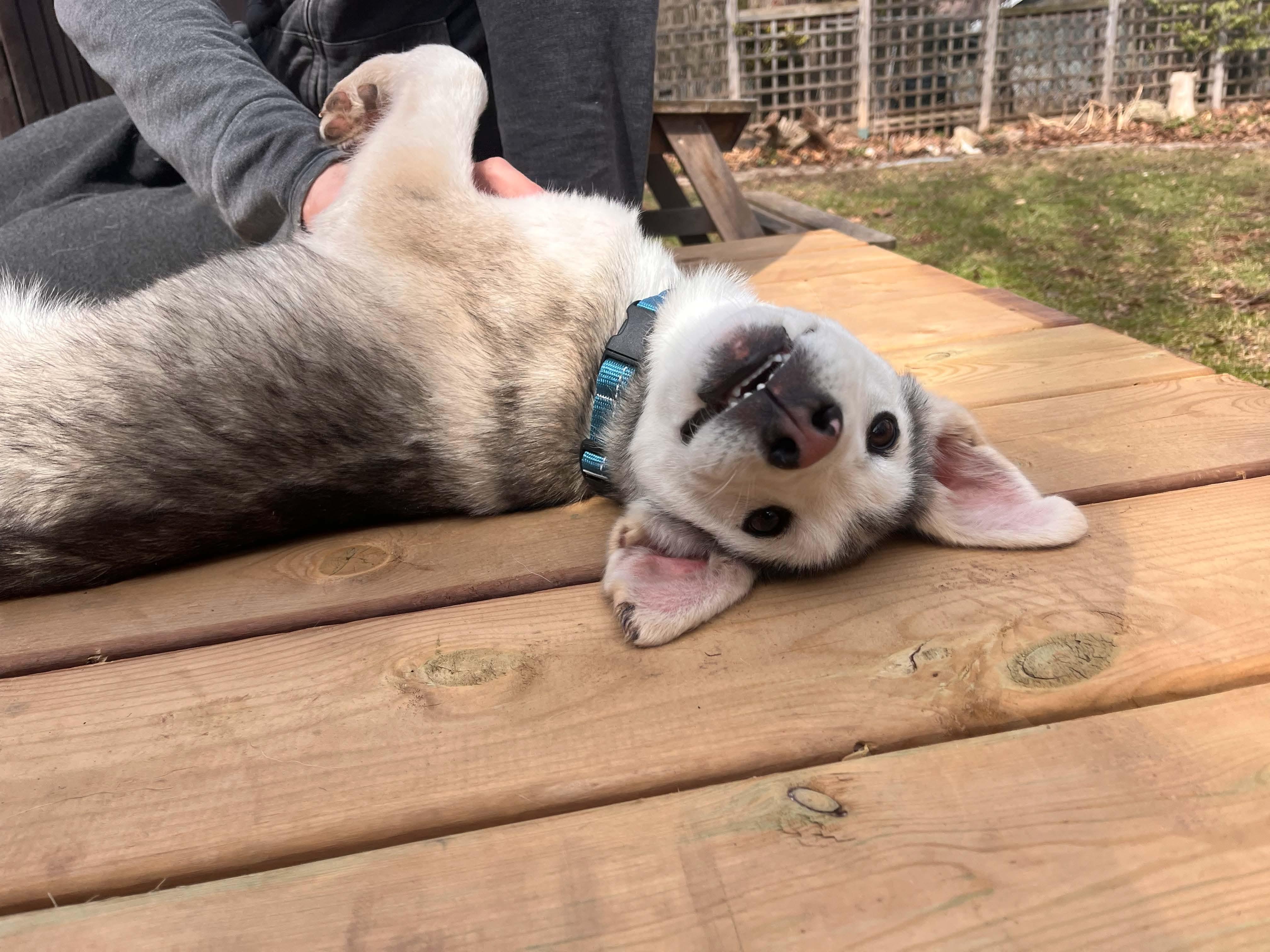 Enlarge Rascal, a Adoptable Husky in Erin, ON image 2/4