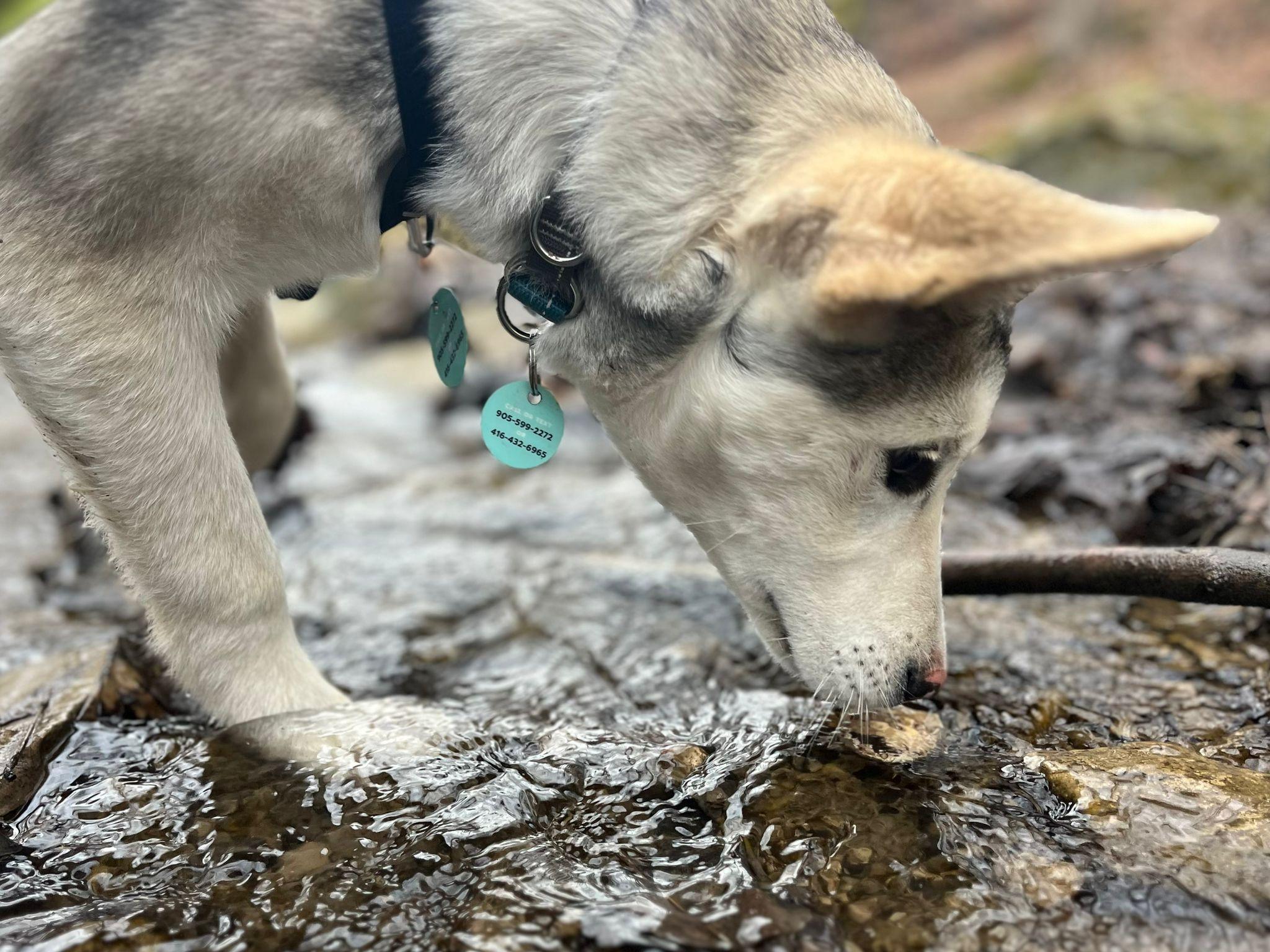 Enlarge Rascal, a Adoptable Husky in Erin, ON image 3/4