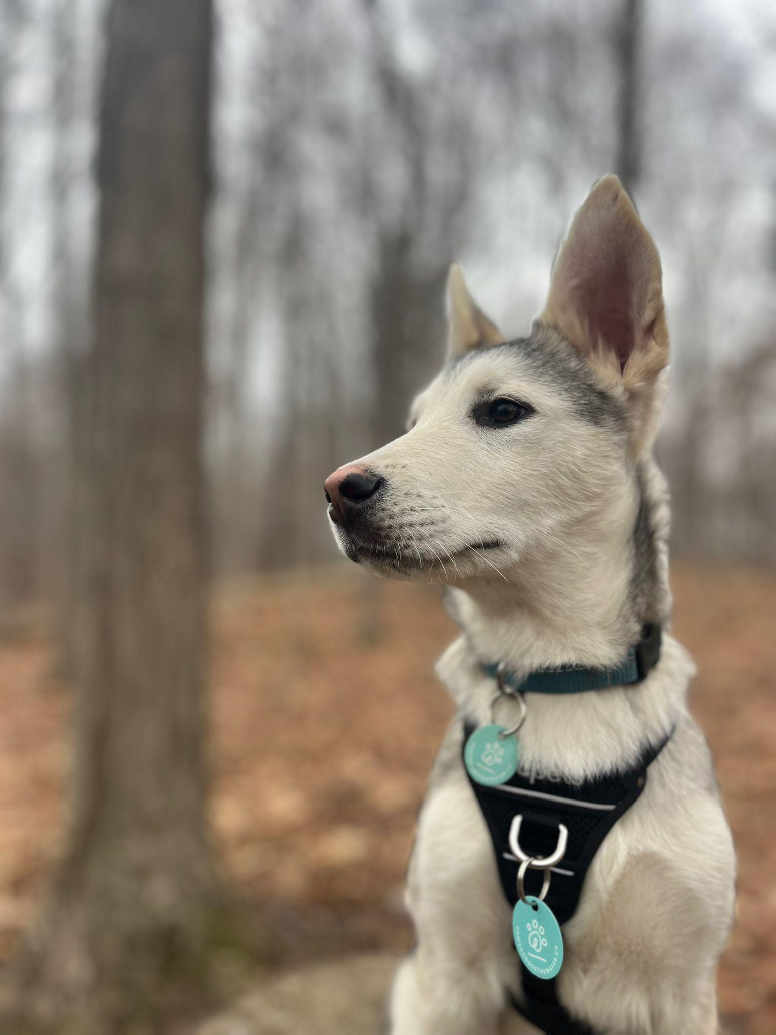Enlarge Rascal, a Adoptable Husky in Erin, ON image 4/4