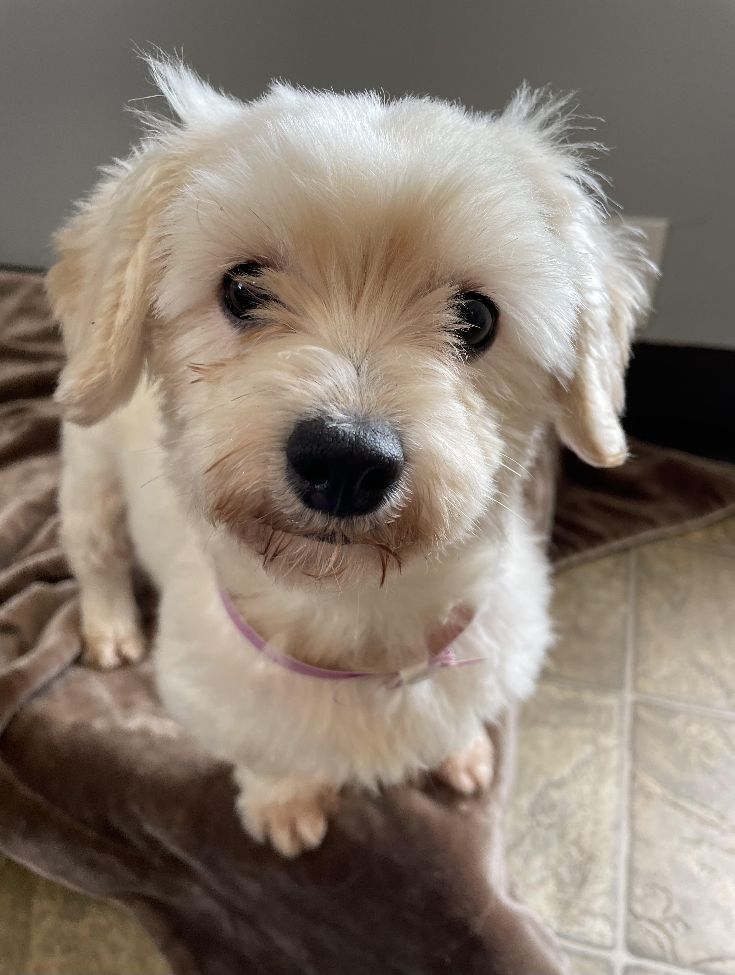 Enlarge Bea, an adopted mixed breed in Oxford, MI image 6/6