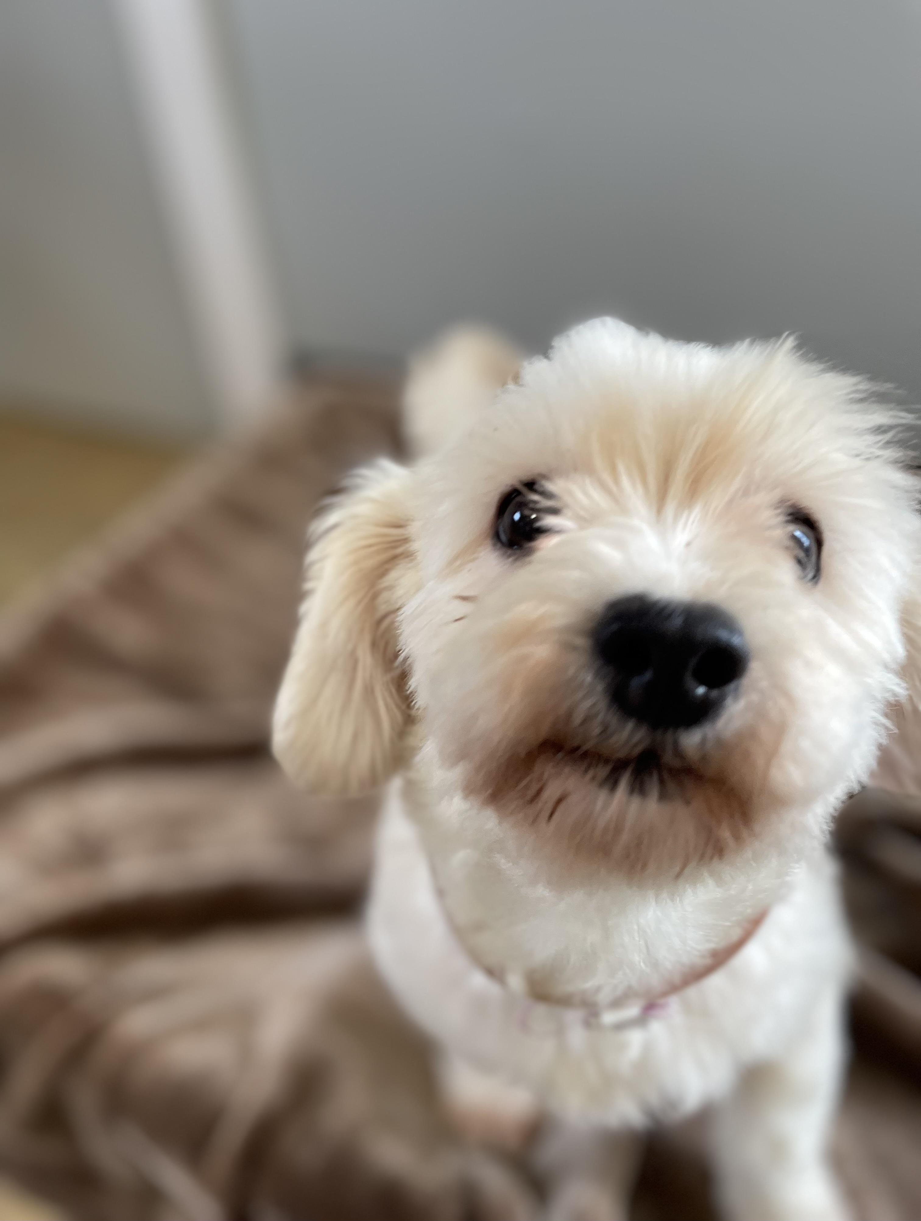 Enlarge Bea, an adopted mixed breed in Oxford, MI image 2/6