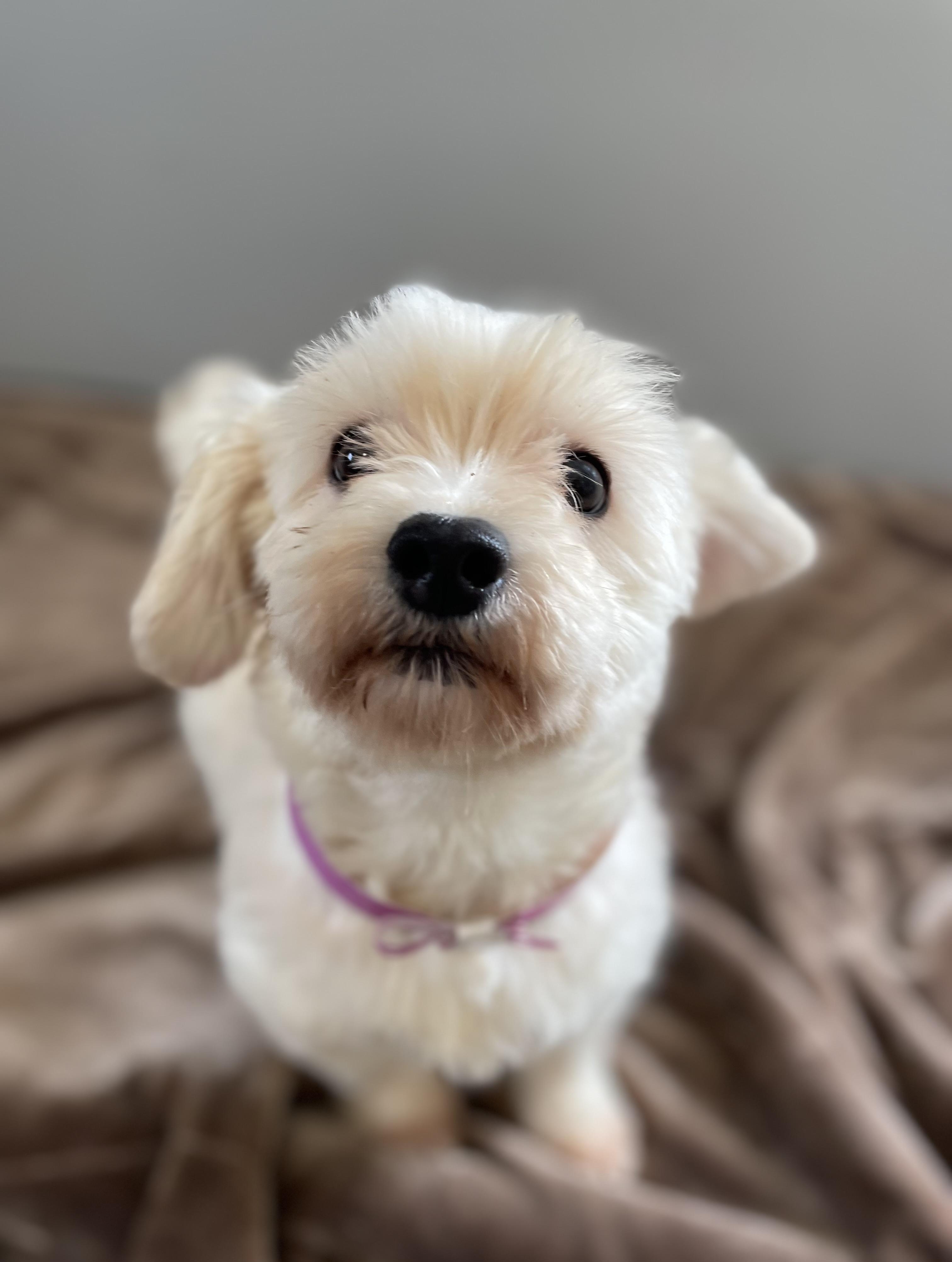 Enlarge Bea, an adopted mixed breed in Oxford, MI image 1/6