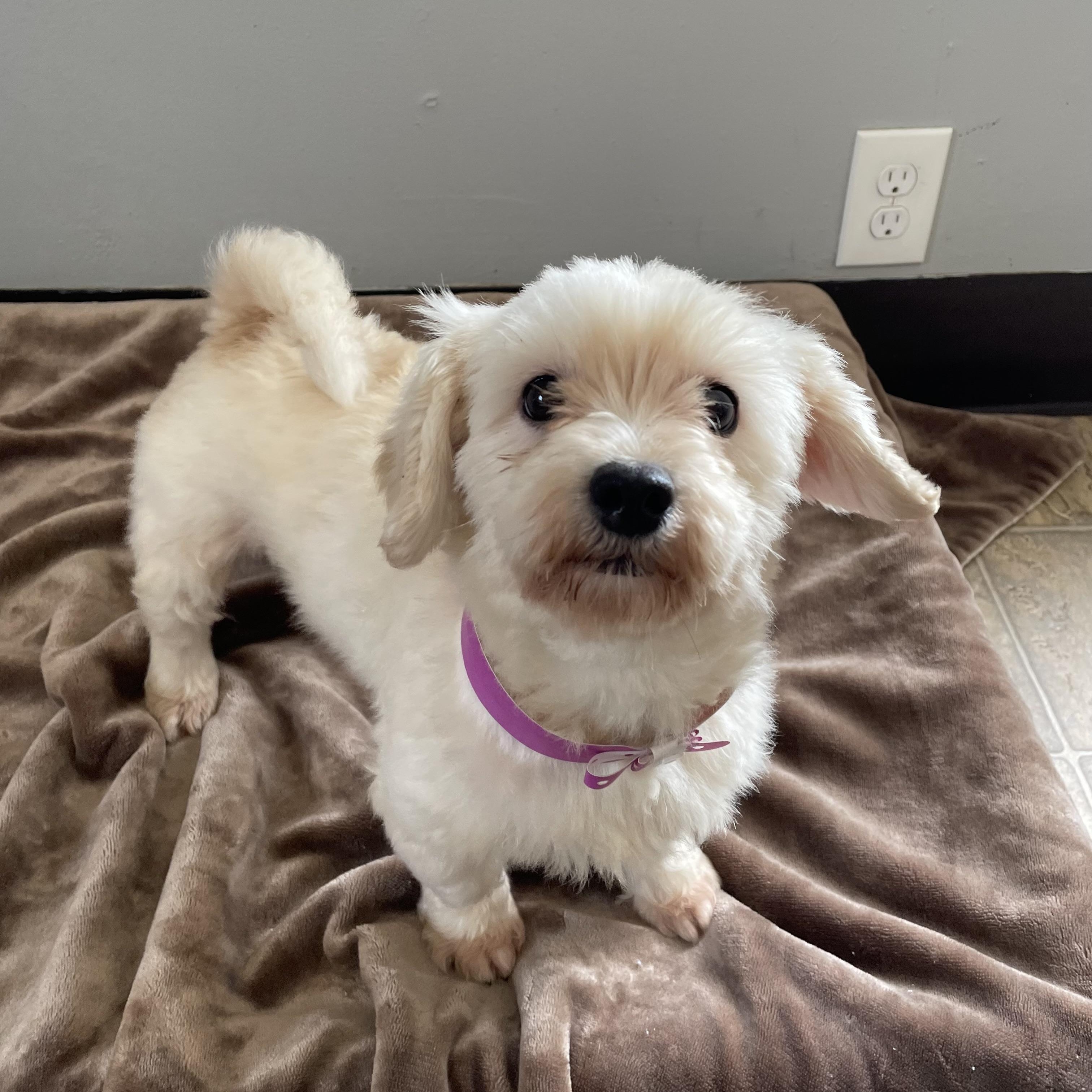 Enlarge Bea, an adopted mixed breed in Oxford, MI image 3/6