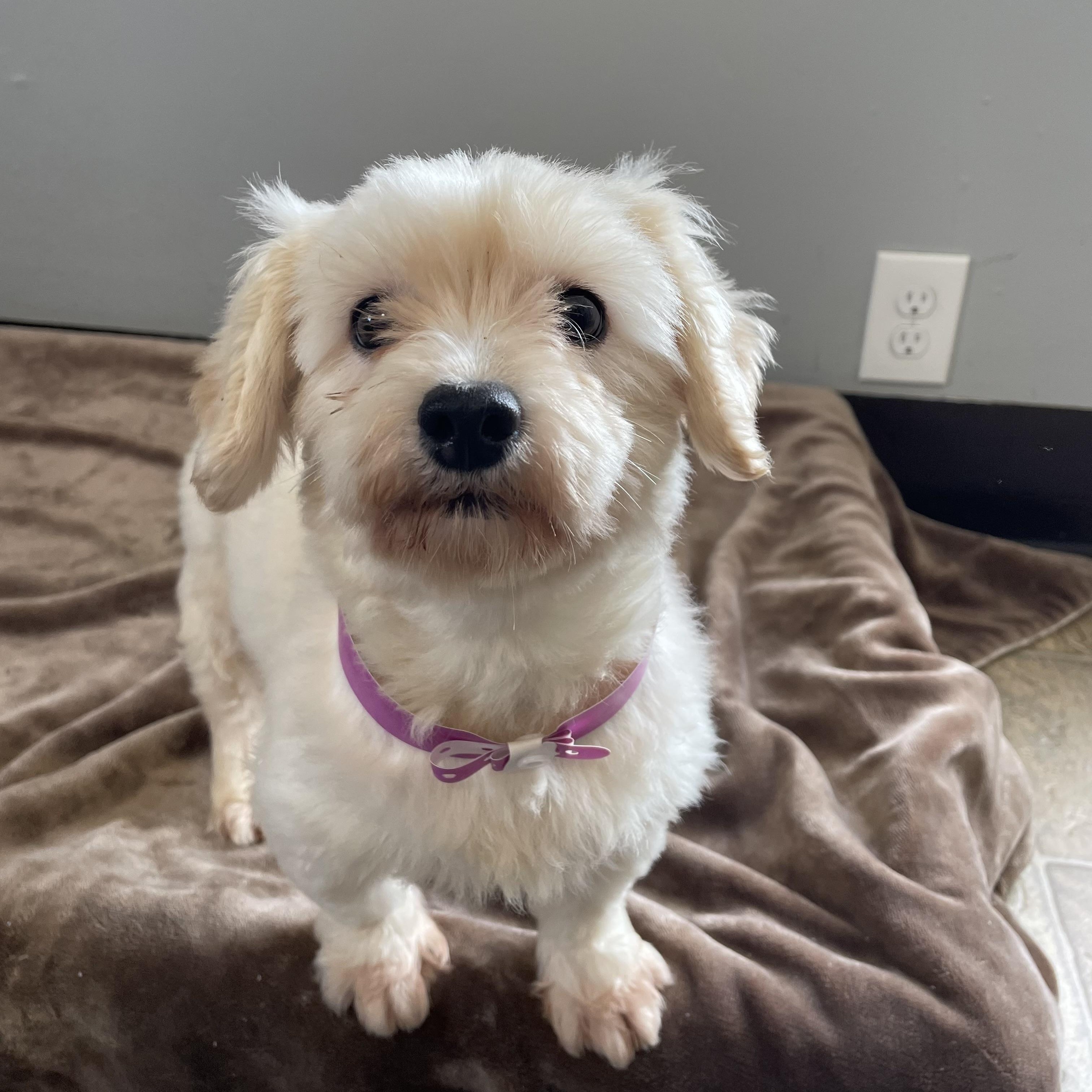 Enlarge Bea, an adopted mixed breed in Oxford, MI image 4/6