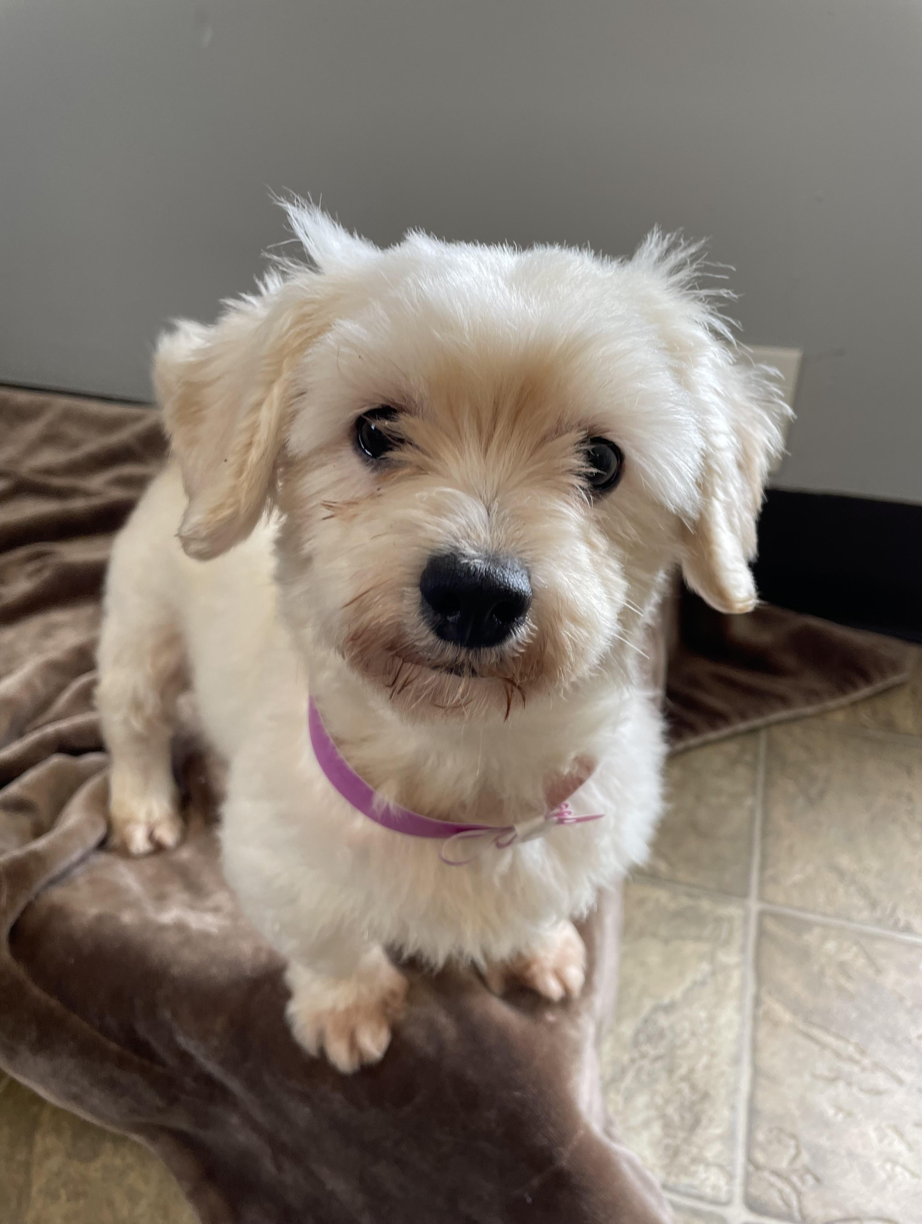 Enlarge Bea, an adopted mixed breed in Oxford, MI image 5/6