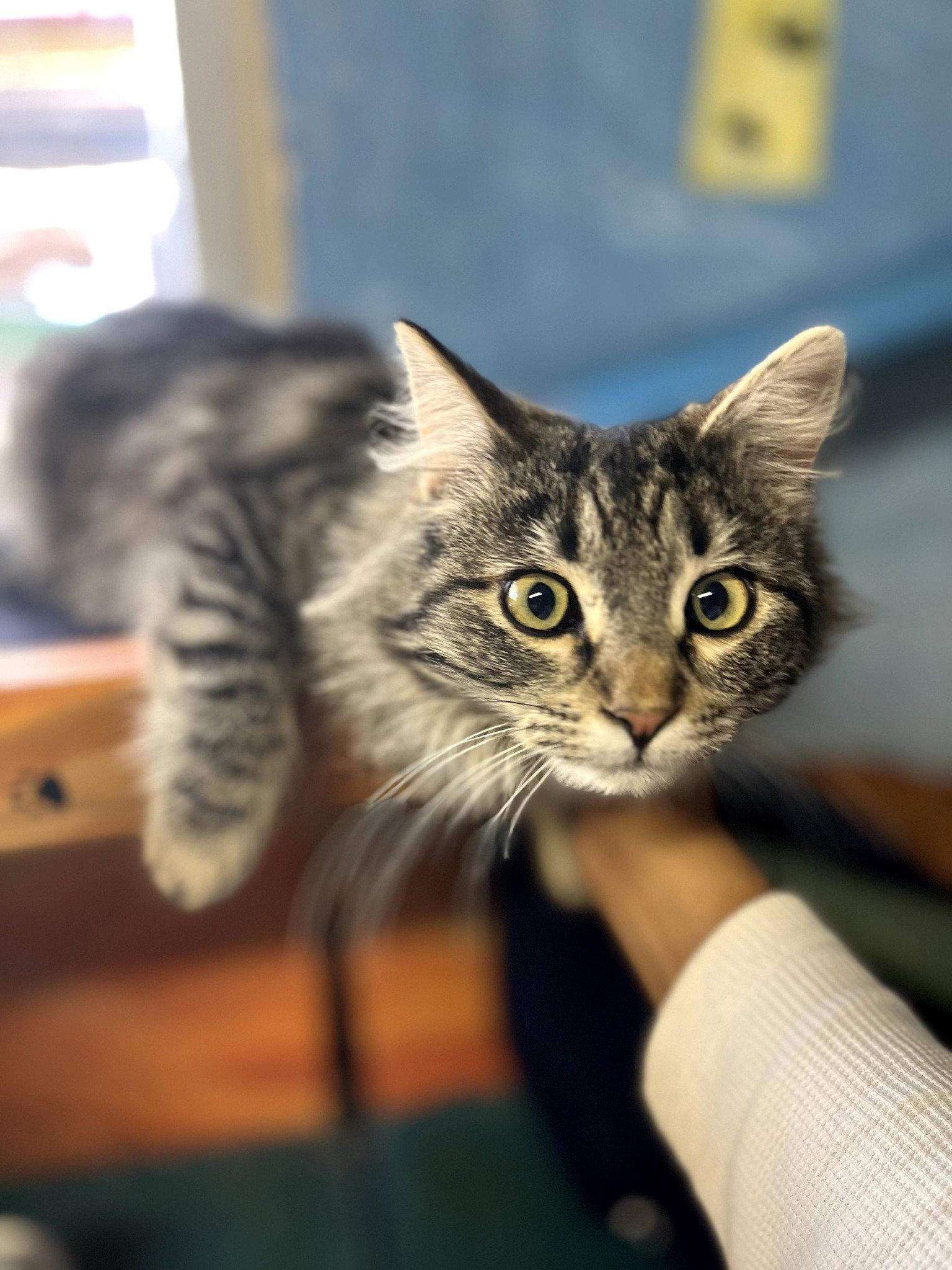 Taffy, Adopted, Young Female Domestic Medium Hair.