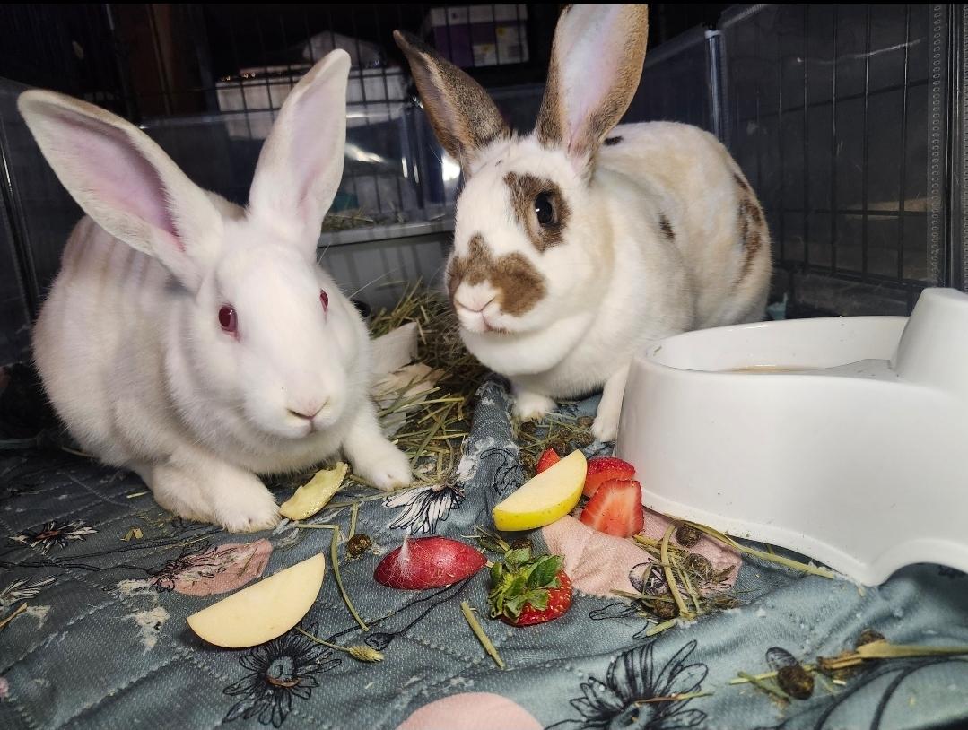 Pistachio, Adoptable, Young Female American.