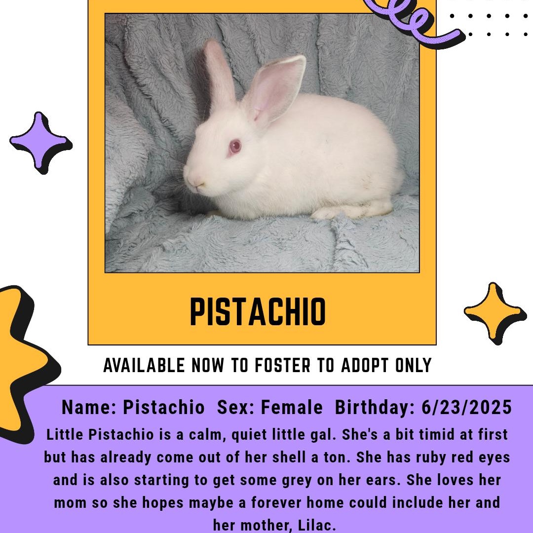Enlarge Pistachio, a Adoptable American in West Chester, OH image 1/1