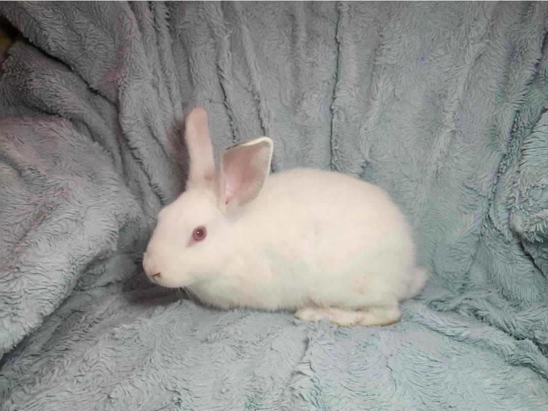 Pistachio, a Adoptable American in West Chester, OH image 2/2