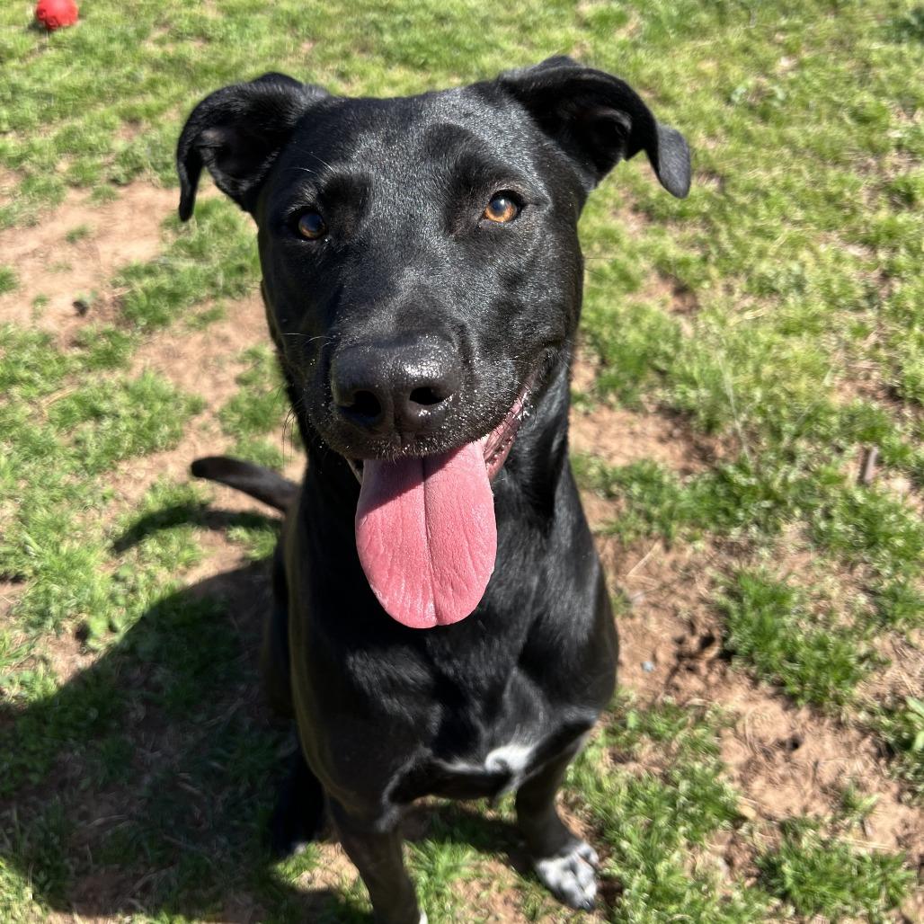 Enlarge Brody, a Adoptable Black Labrador Retriever in Stillwater, OK image 1/5