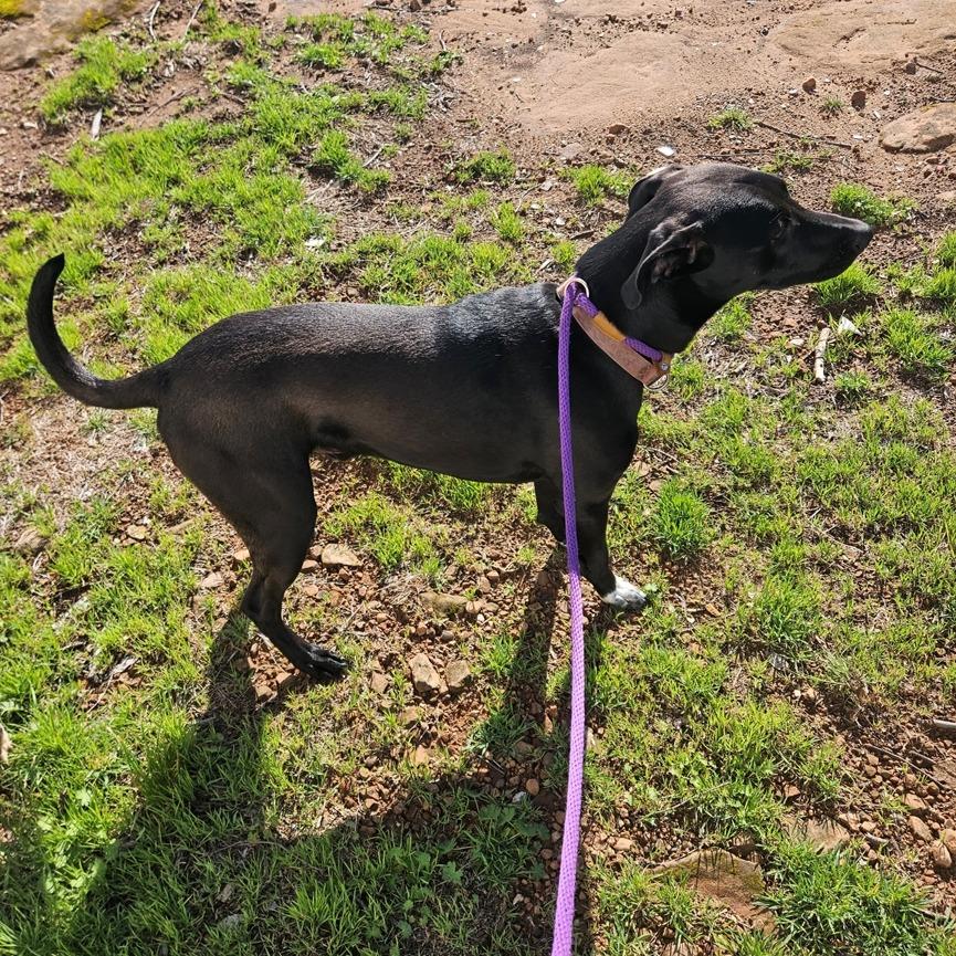 Enlarge Brody, a Adoptable Black Labrador Retriever in Stillwater, OK image 2/5